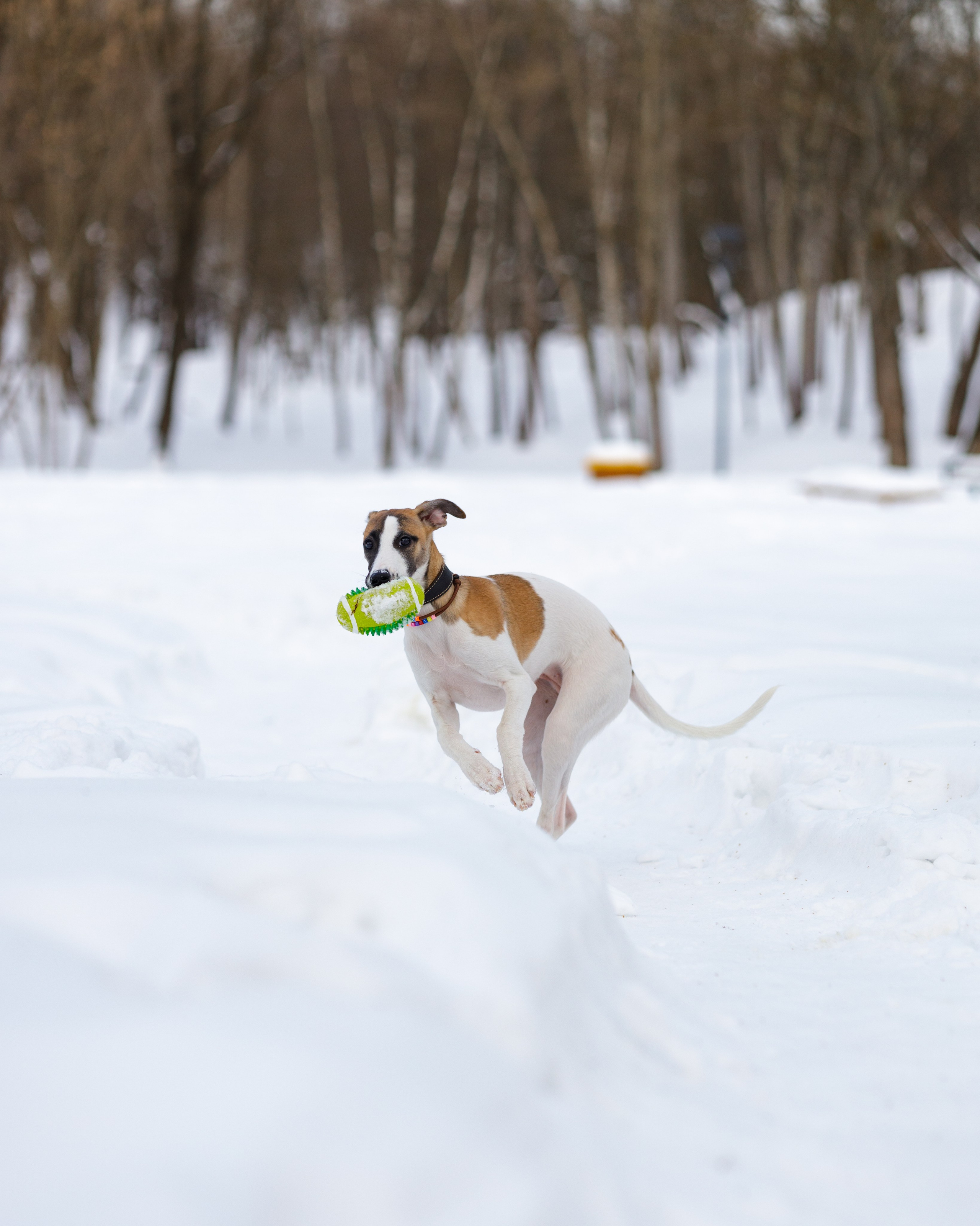 Ланди. Анна Самохина. Фотограф. Москва