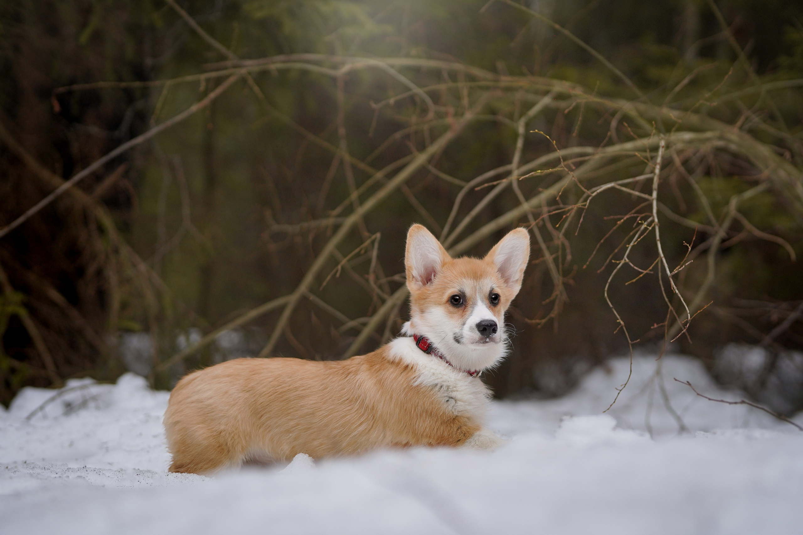 Щенки корги. Фотограф-анималист в Санкт-Петербурге Яна Мартынова