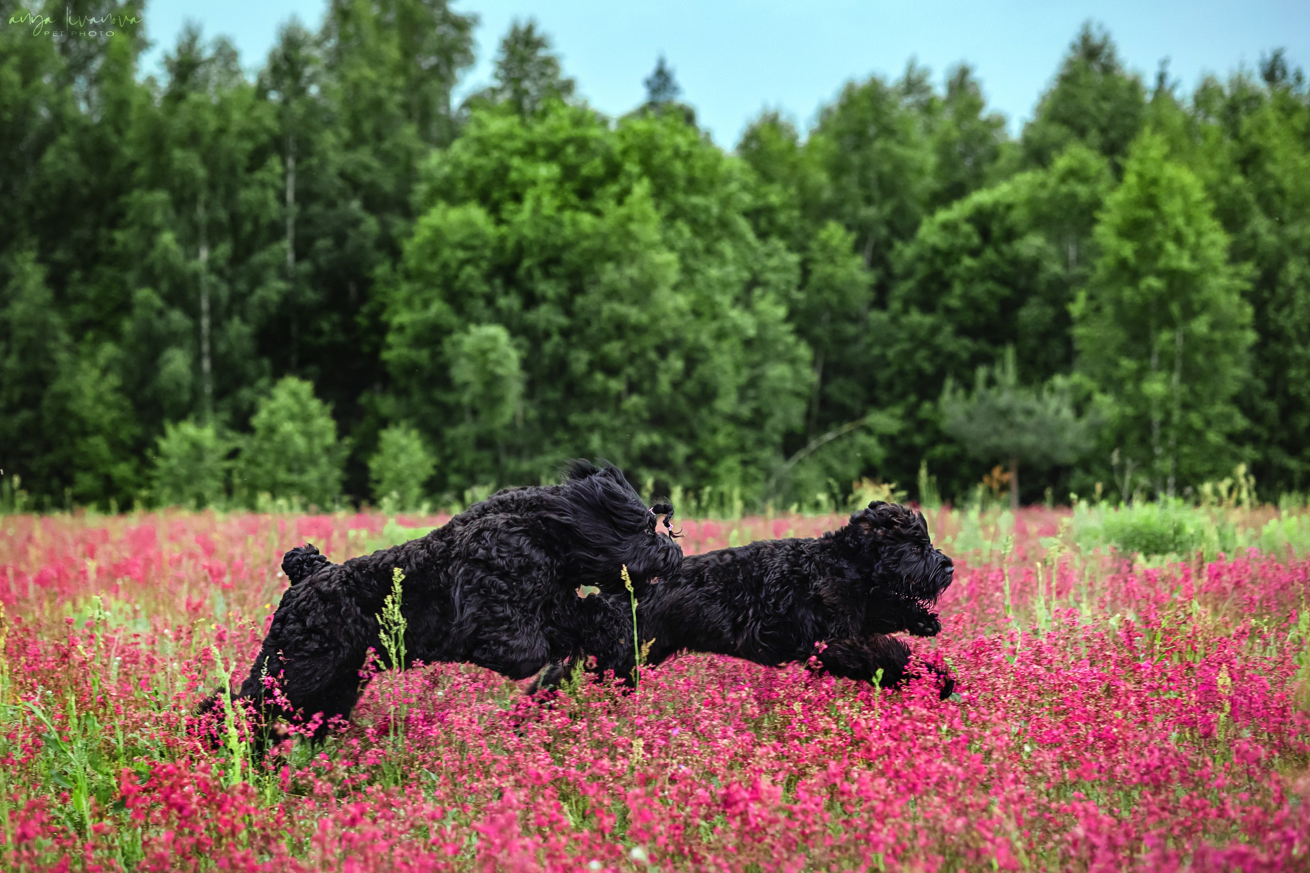 Смолка клейкая. Фотограф анималист Аня Ливанова | Рыбинск