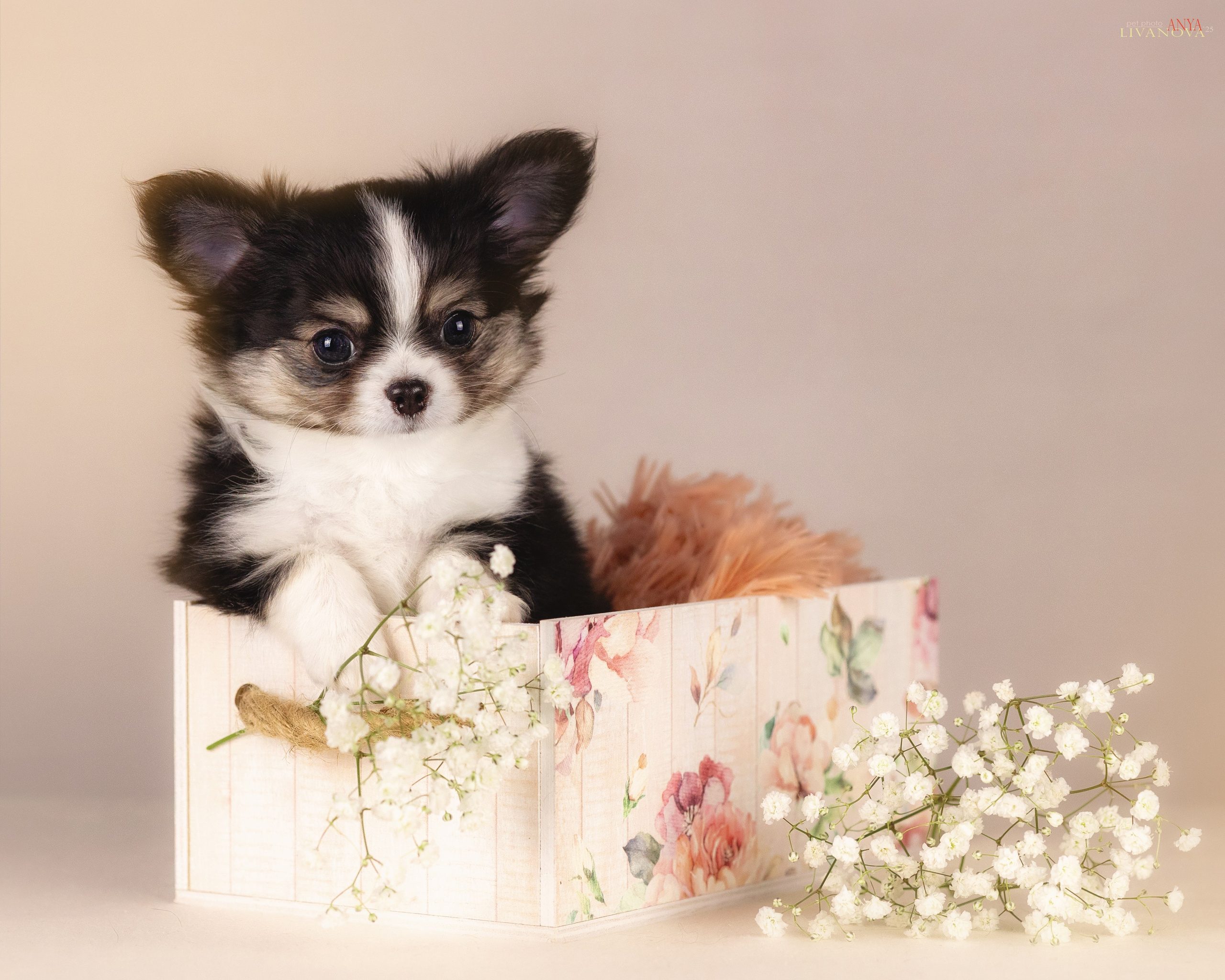Чихуахуа. Фотограф анималист Аня Ливанова | Рыбинск