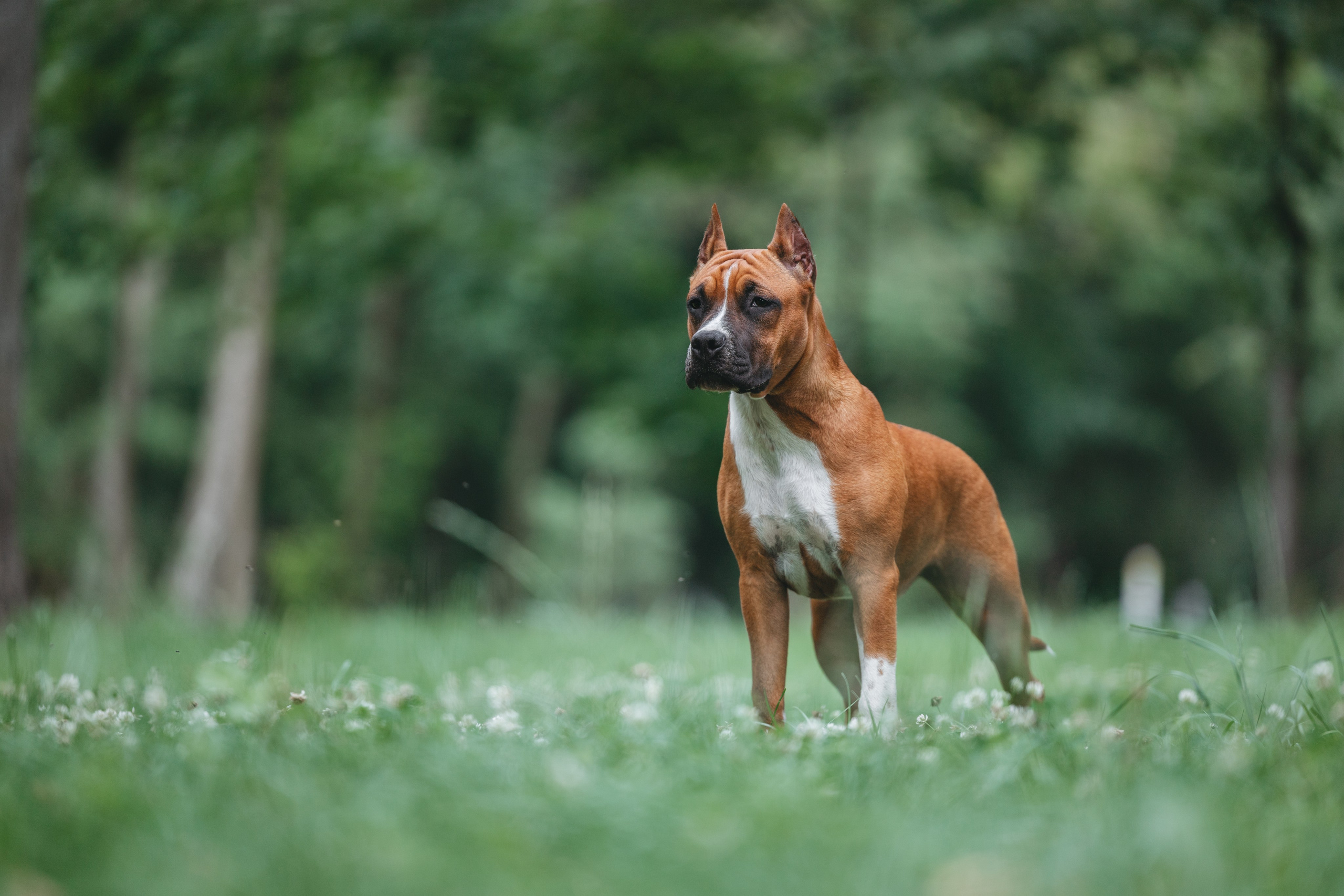 Американский стаффордширский терьер. Фотограф Анималист в Москве Анастасия Жучкова