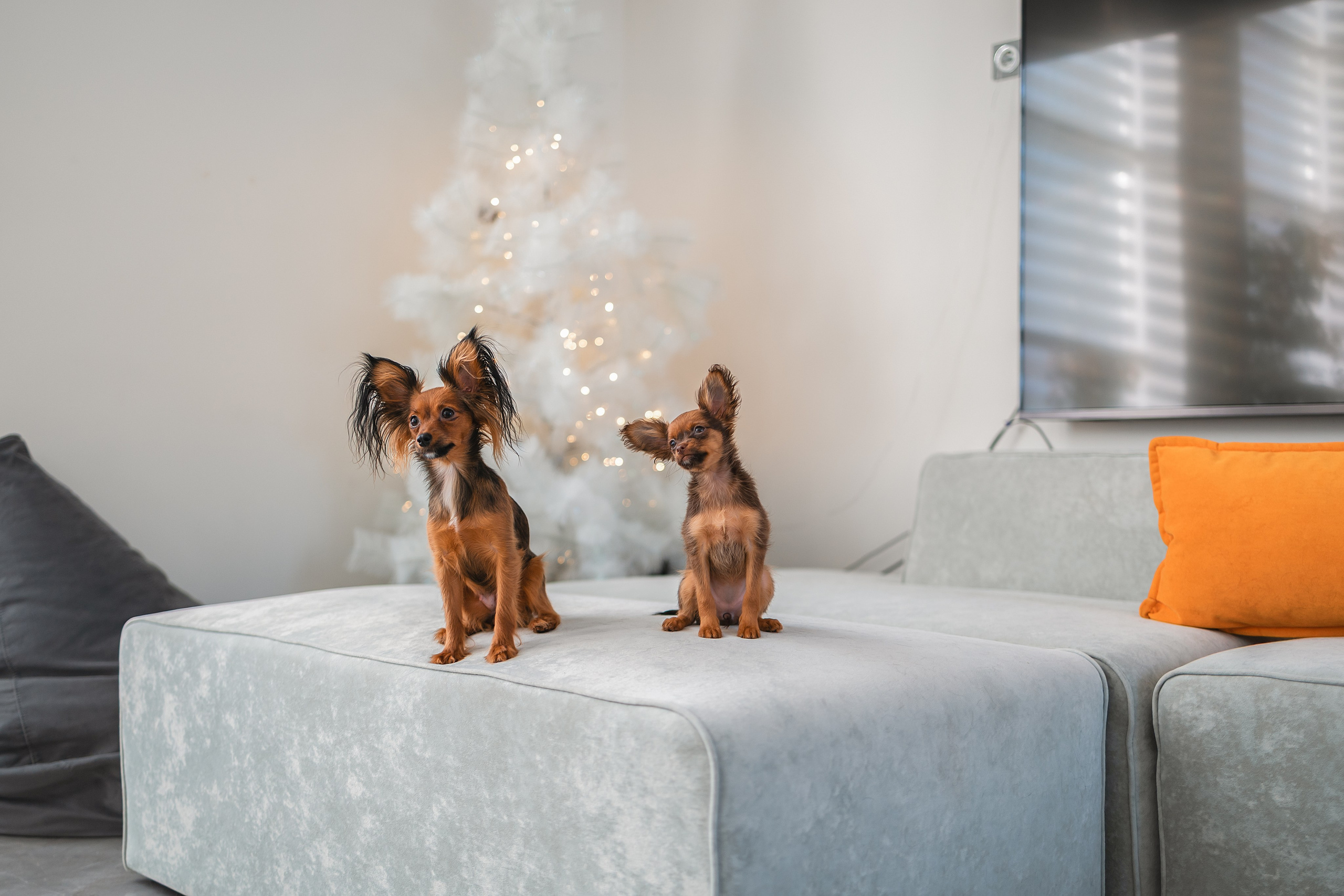 Малыши Той Терьер. Фотограф Анималист в Москве Анастасия Жучкова