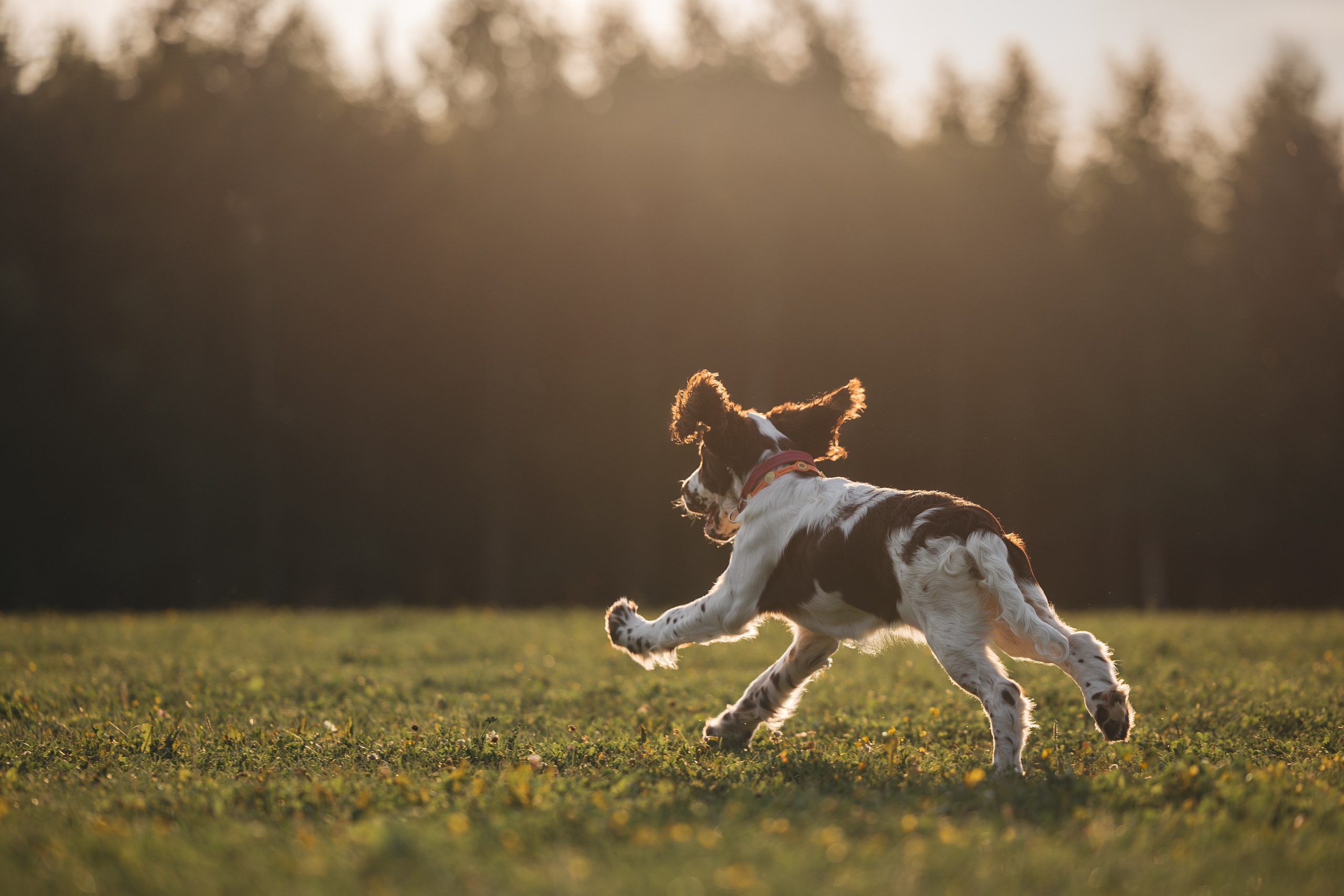 На закате. Фотограф Анималист в Москве Анастасия Жучкова
