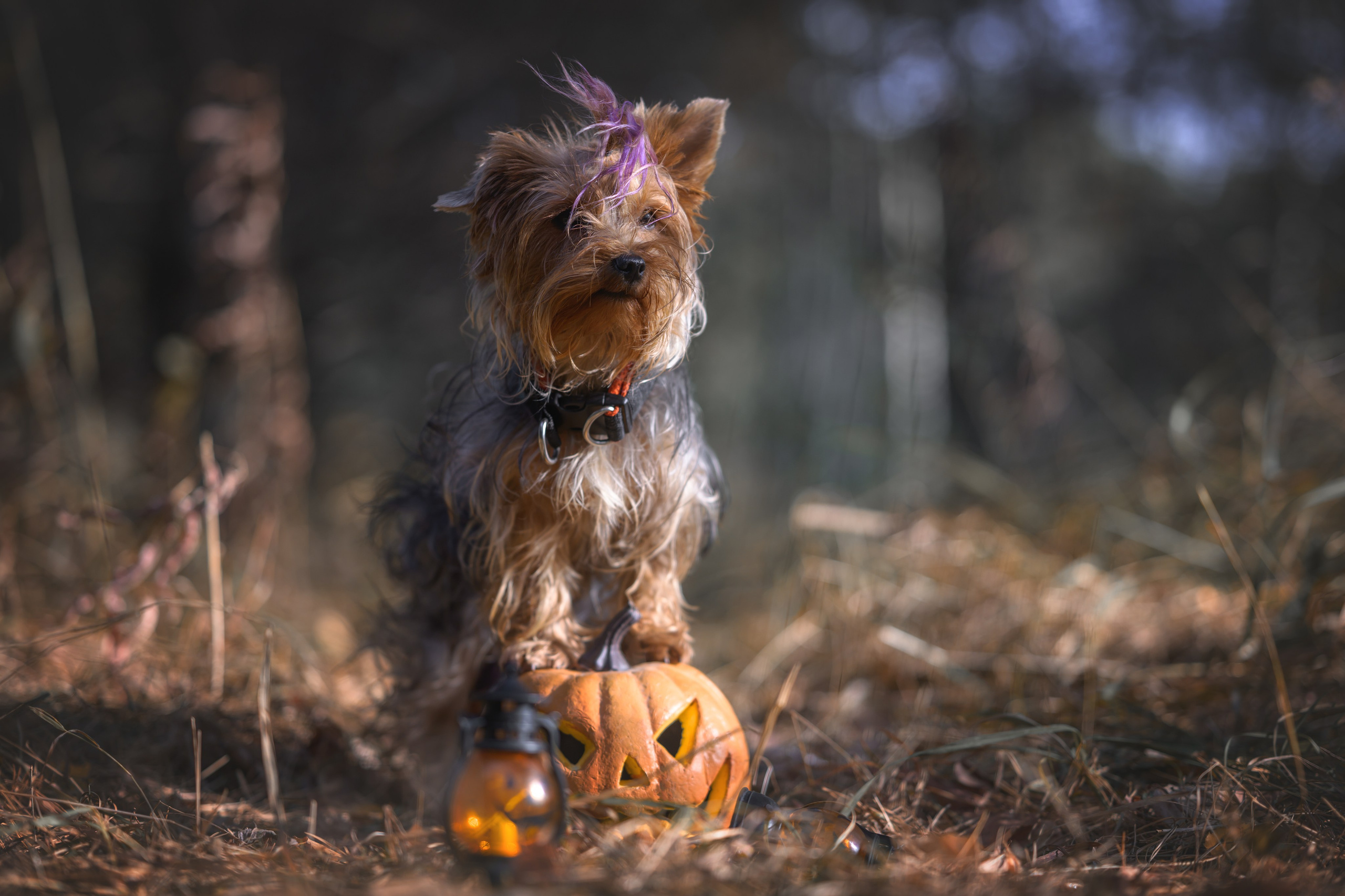 Хэллоуин. Фотограф Анималист в Москве Анастасия Жучкова