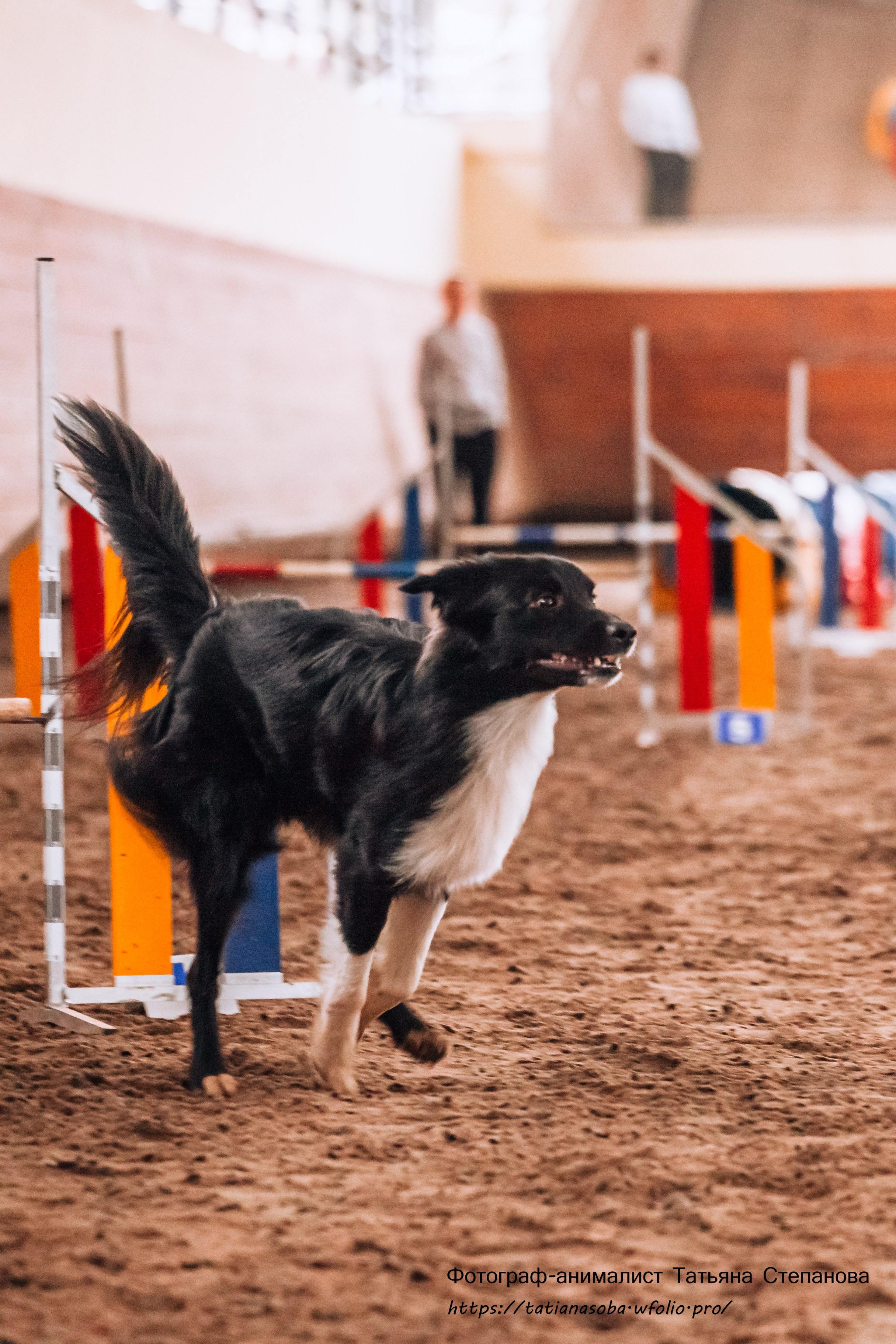 Соревнования по Аджилити 25.02.2024. Фотограф-анималист Татьяна Степанова