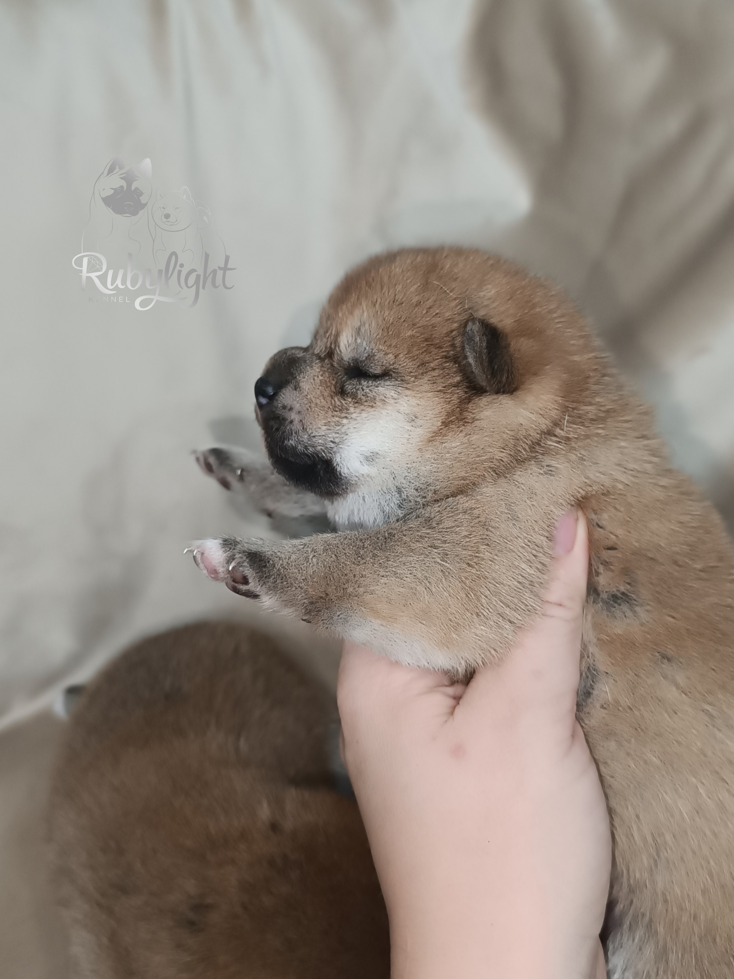 сиба питомник Рубилайт щенки на продажу rubylight  сиба щенки купить СПб Санкт-Петербург 