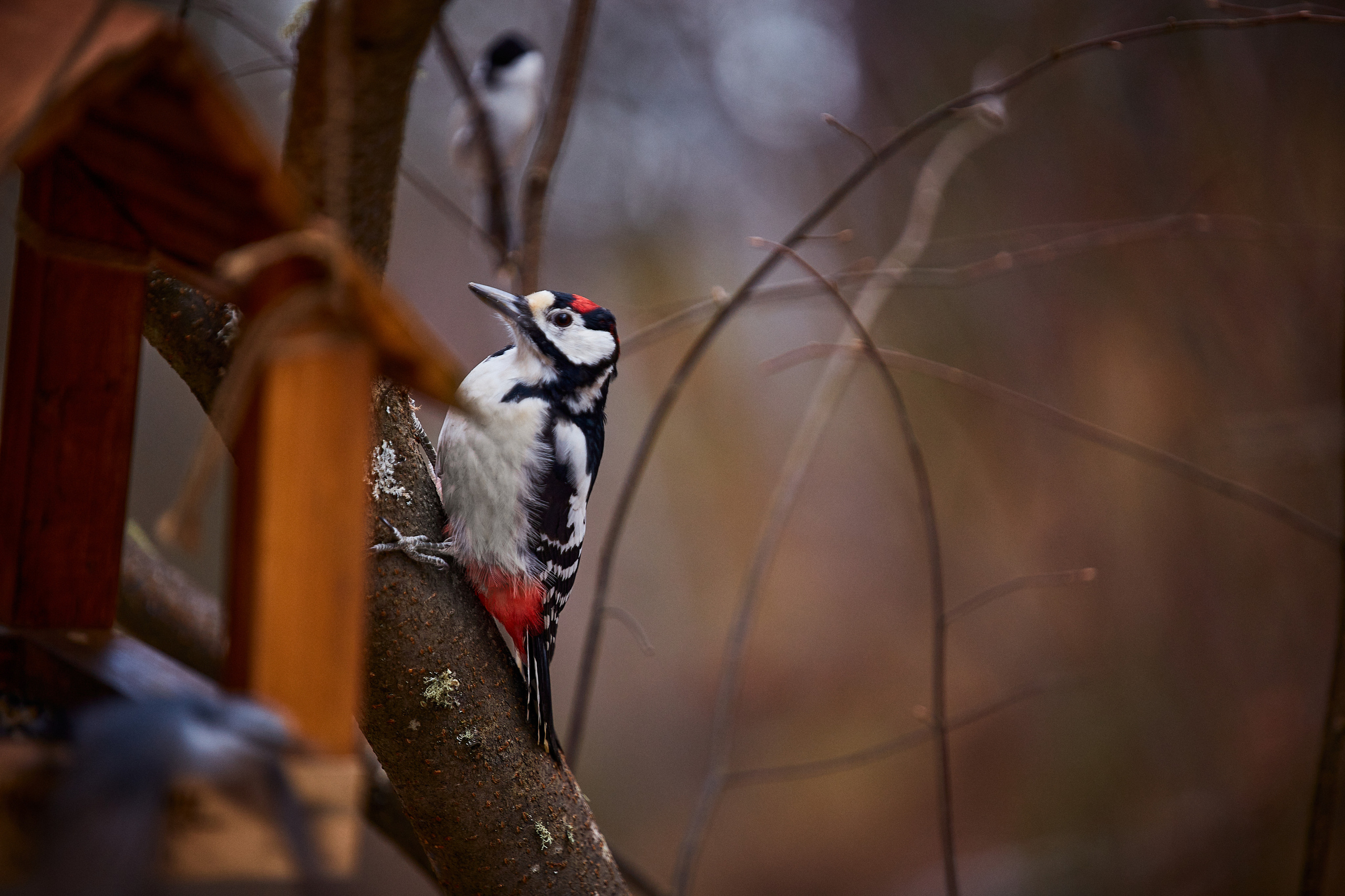 Животные. Фотограф ваших событий в Красноярске — Макс Захарченко