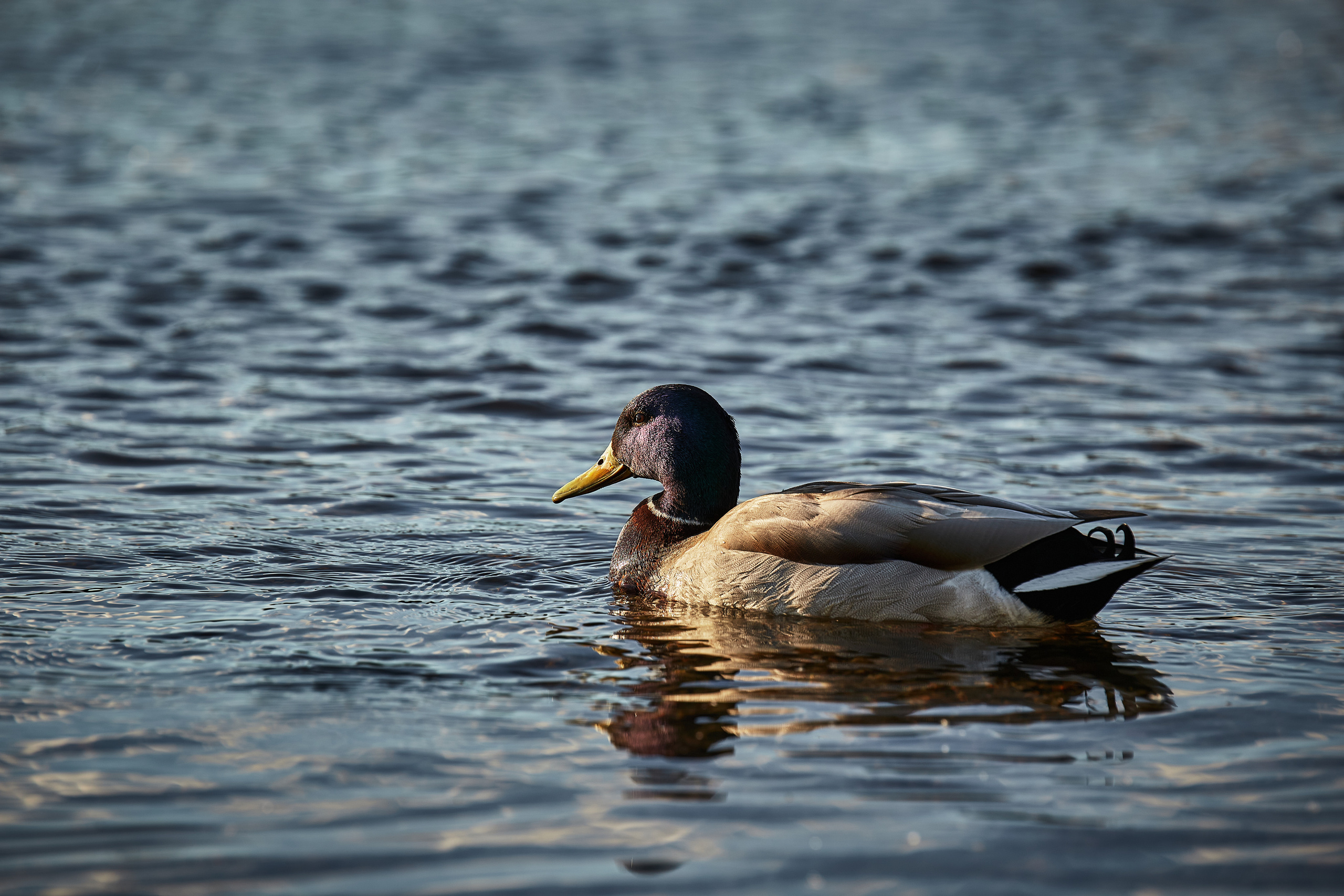 Животные. Фотограф ваших событий в Красноярске — Макс Захарченко
