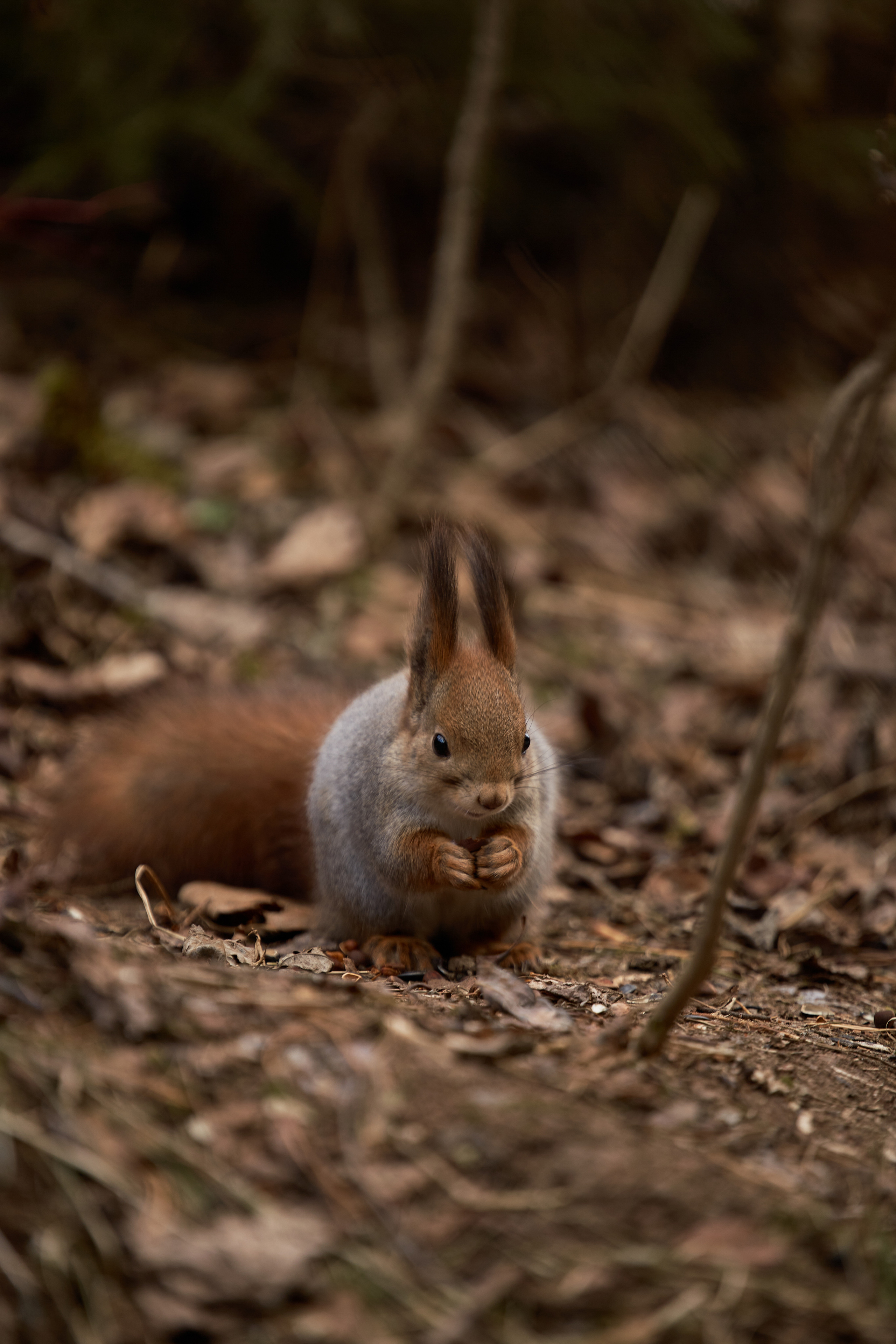 Животные. Фотограф ваших событий в Красноярске — Макс Захарченко