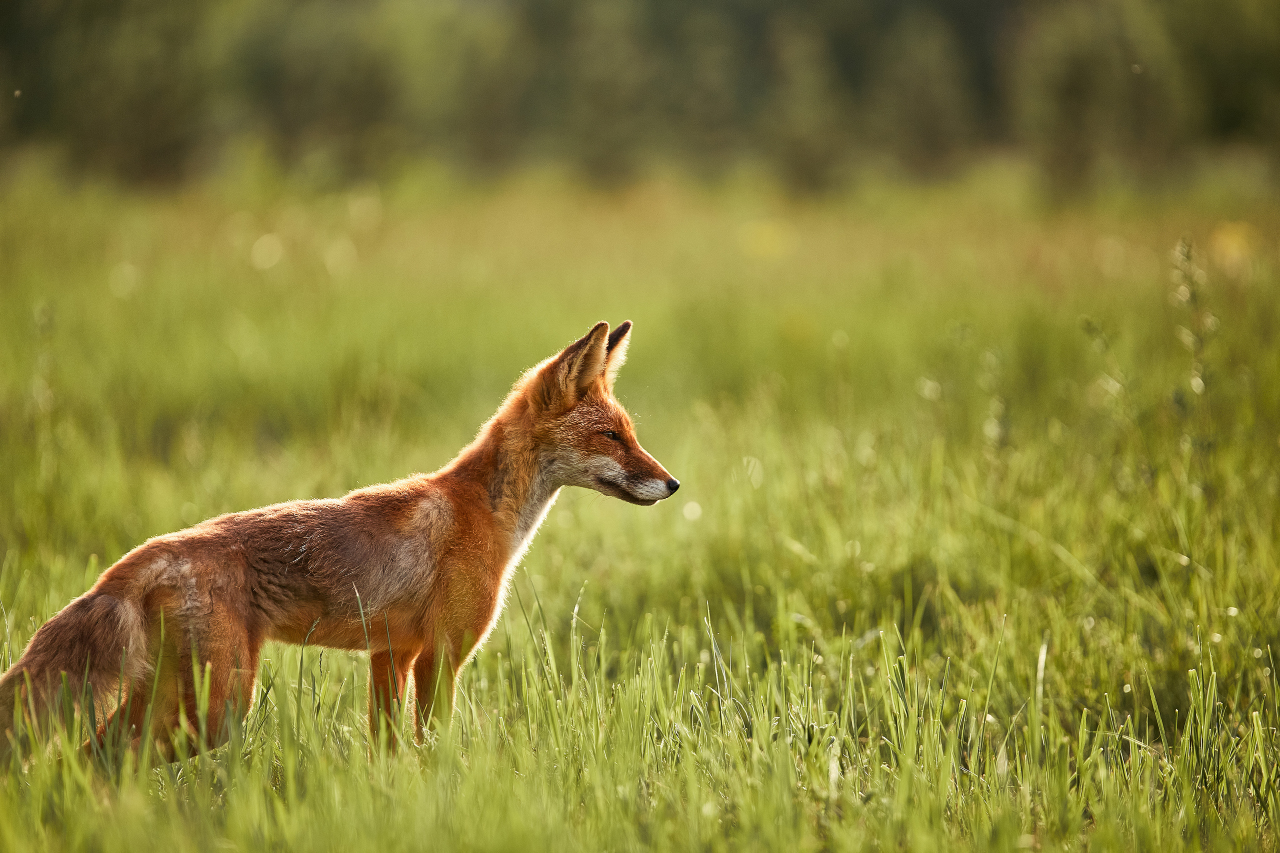 Фотограф ваших событий в Красноярске — Макс Захарченко