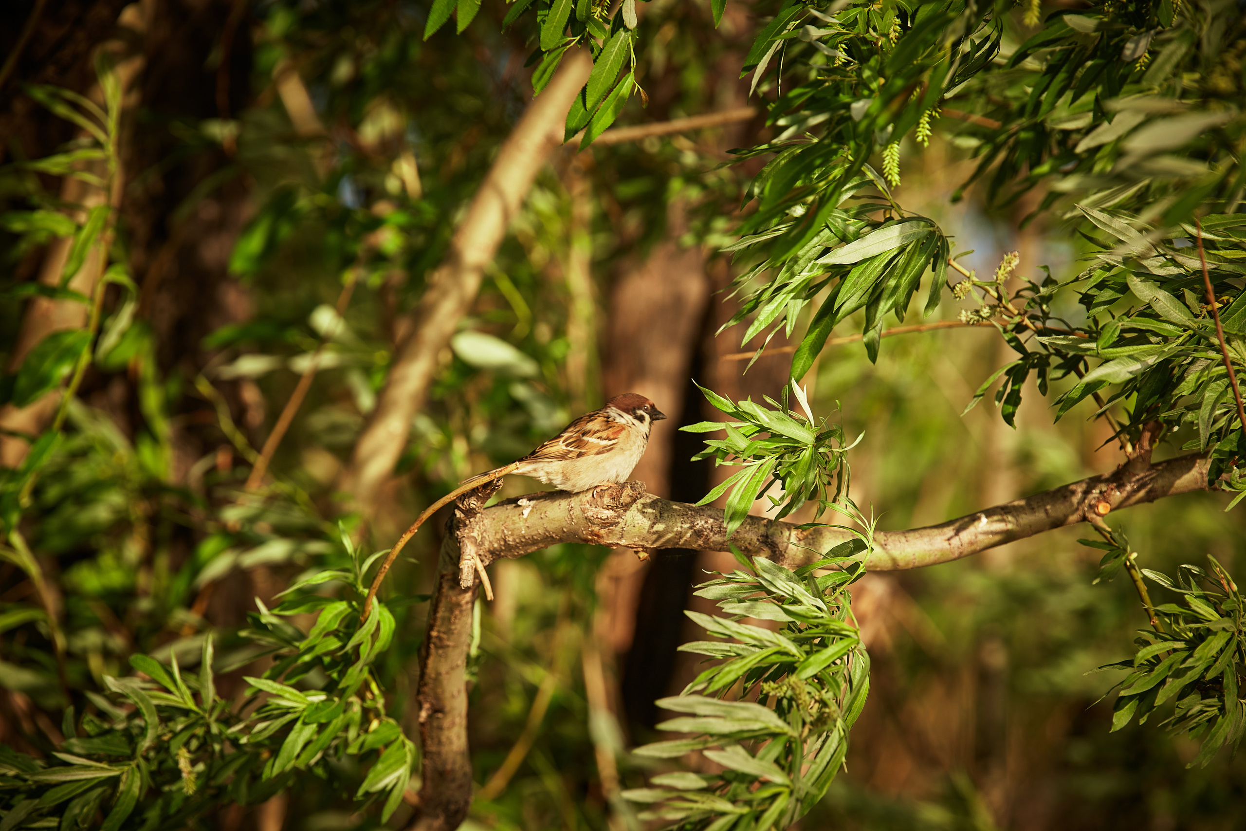 Животные. Фотограф ваших событий в Красноярске — Макс Захарченко