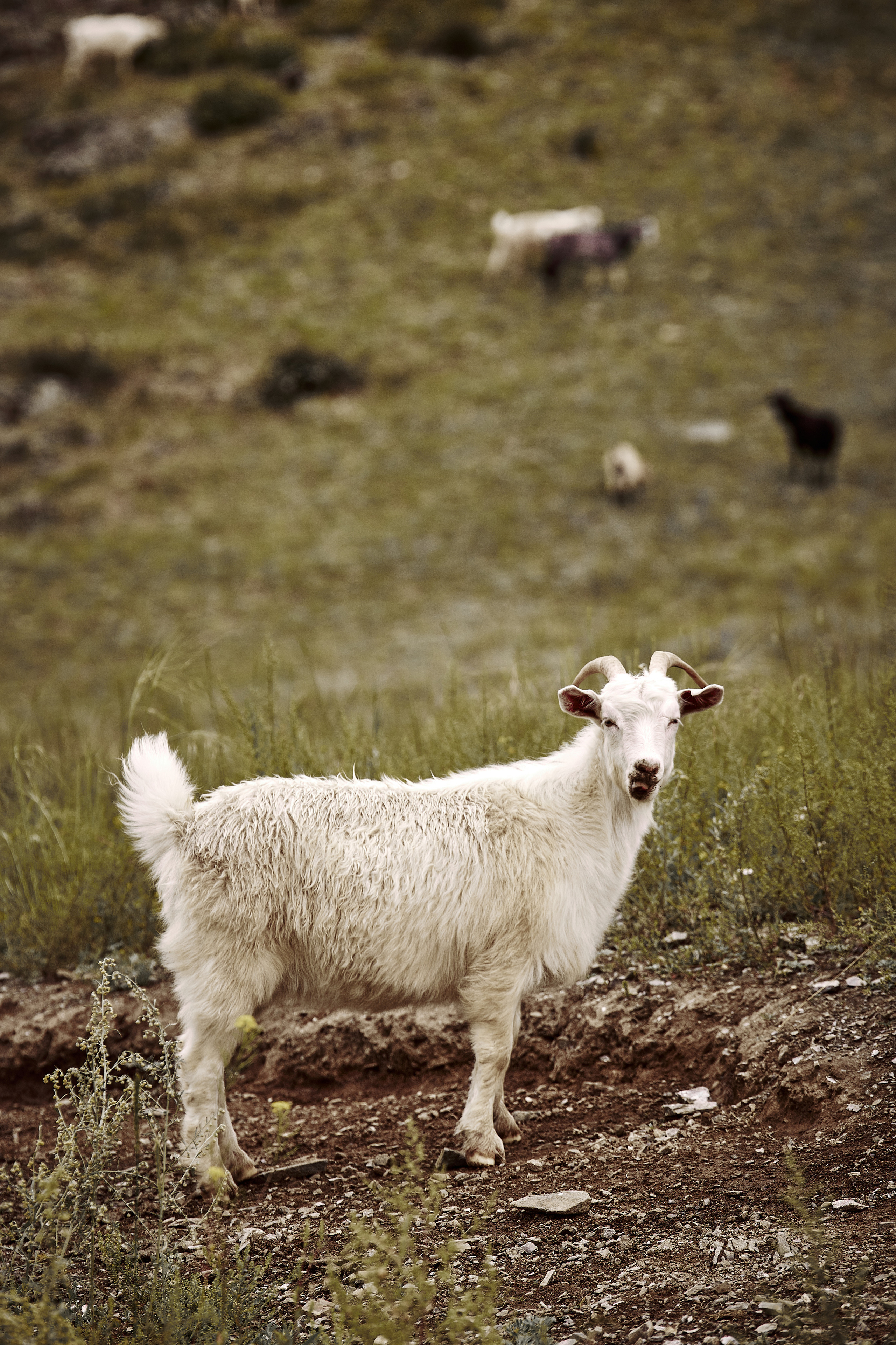 Животные. Фотограф ваших событий в Красноярске — Макс Захарченко