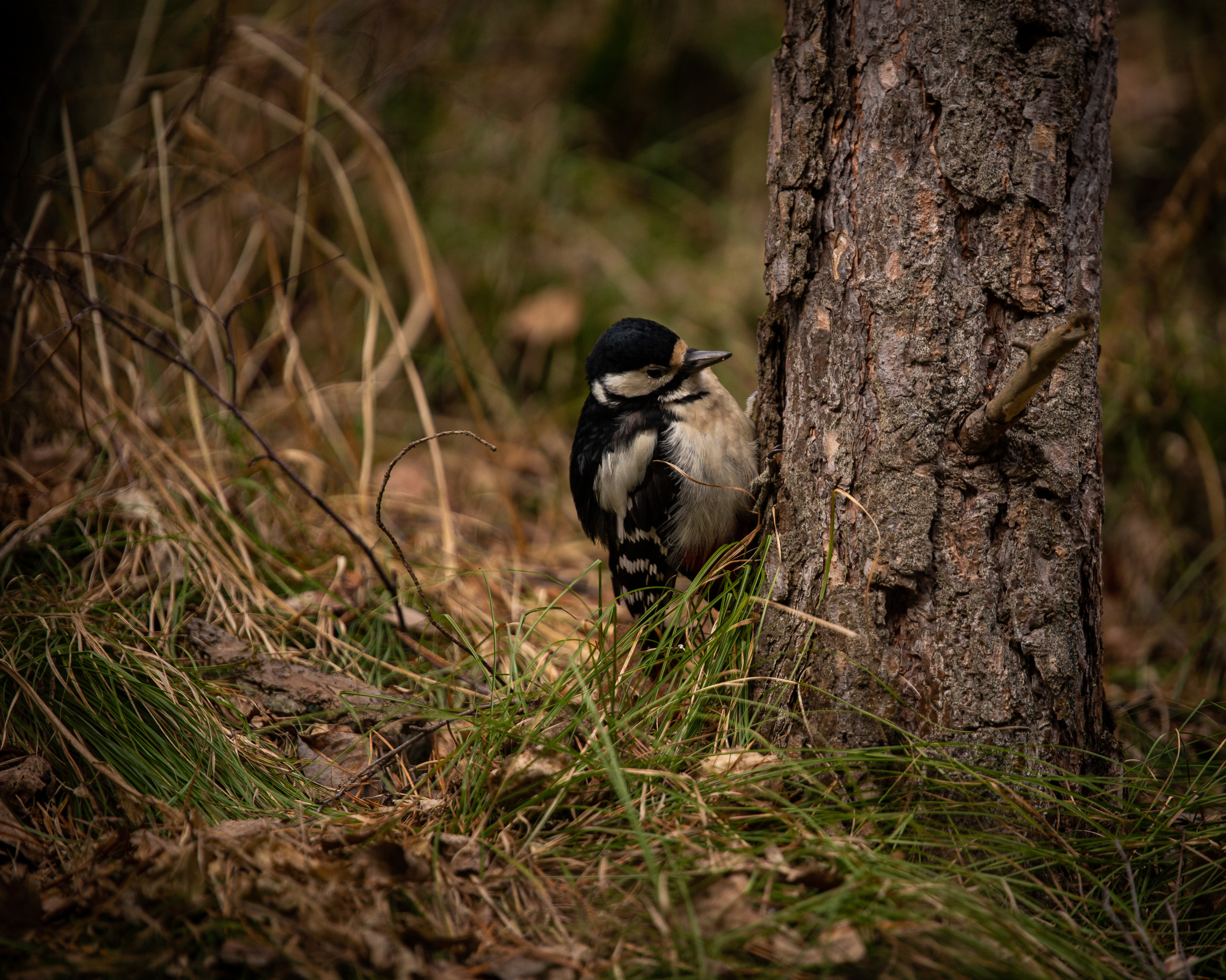 Животные. Фотограф ваших событий в Красноярске — Макс Захарченко