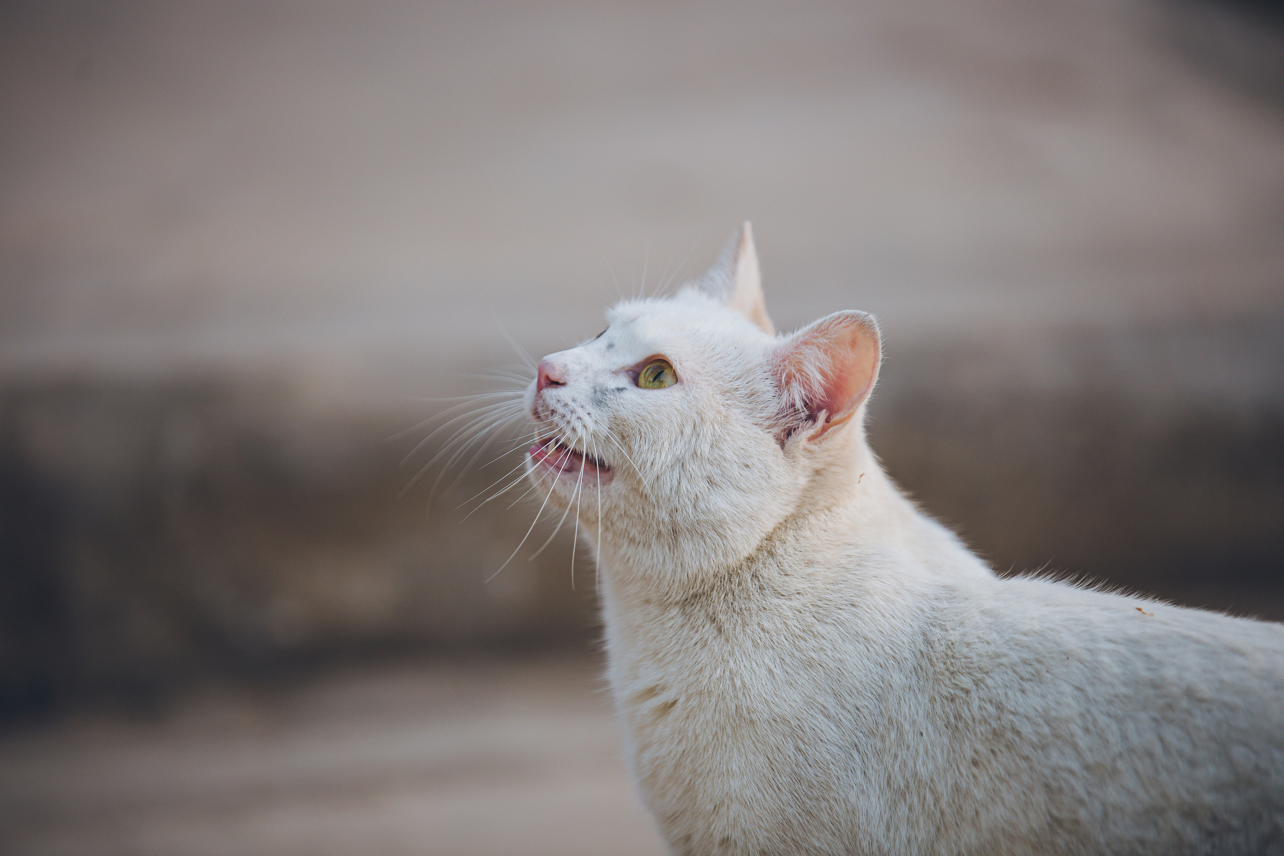 Животные. Фотограф ваших событий в Красноярске — Макс Захарченко
