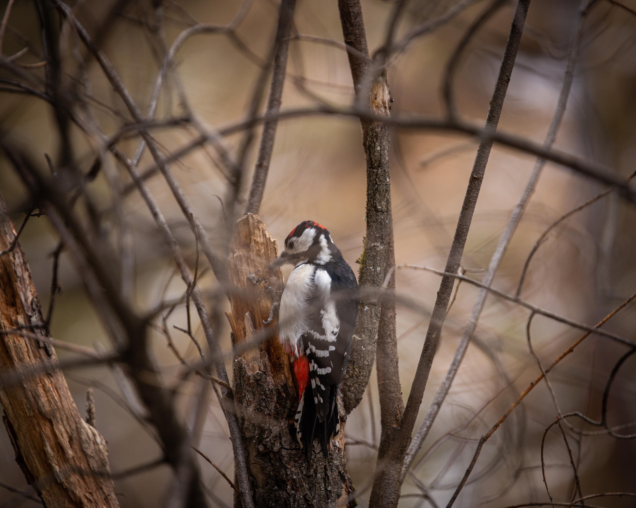 Животные. Фотограф ваших событий в Красноярске — Макс Захарченко