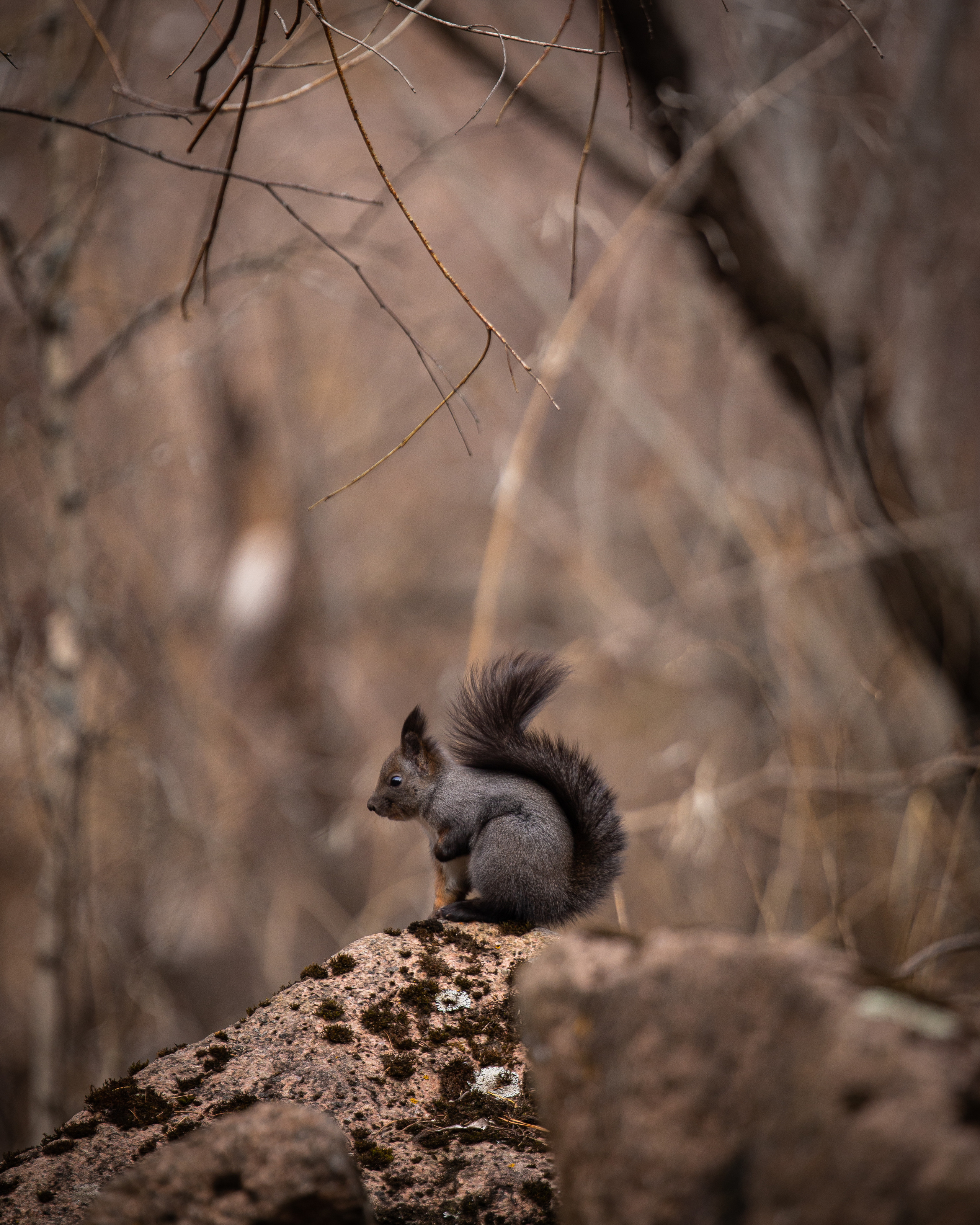 Животные. Фотограф ваших событий в Красноярске — Макс Захарченко