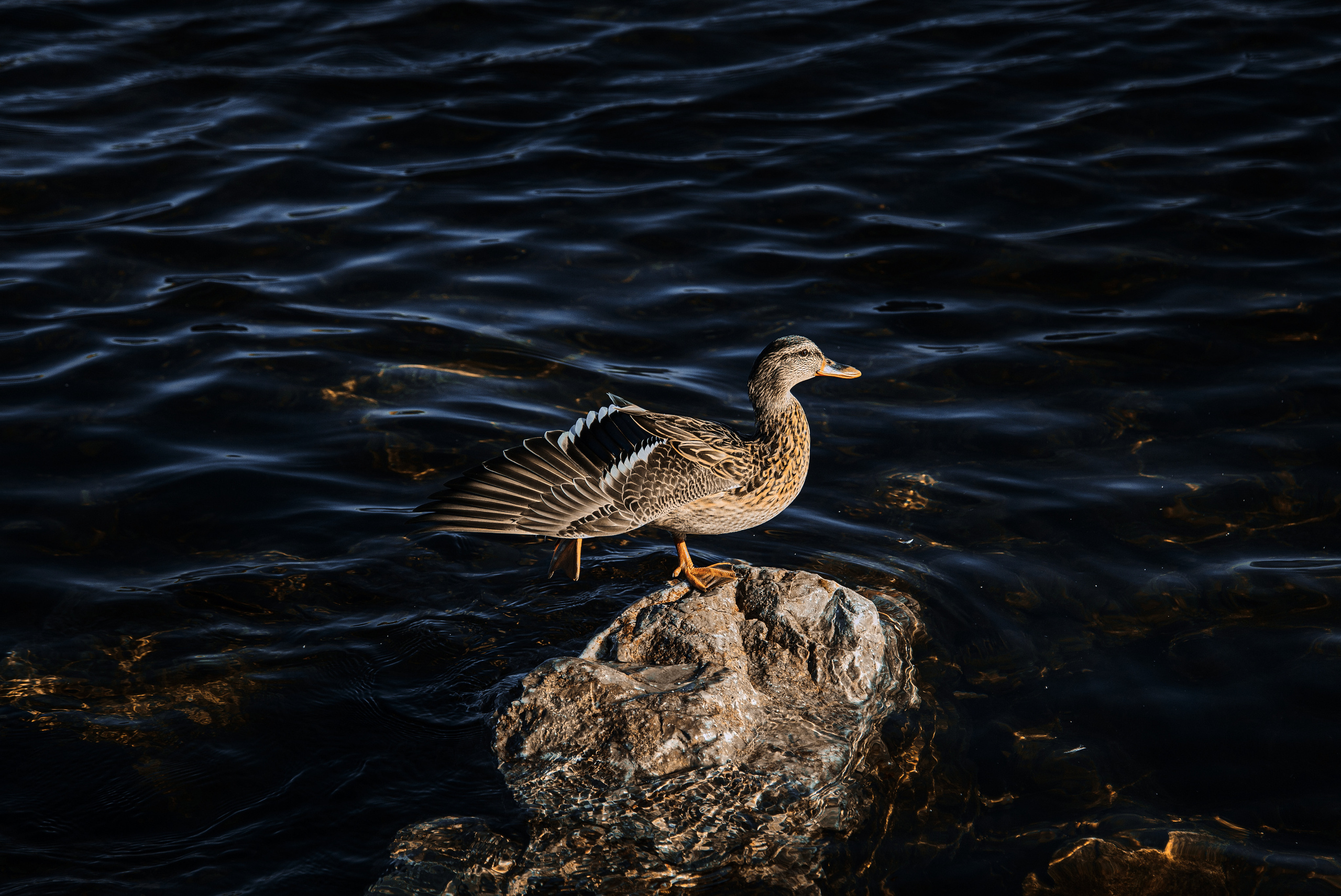 Животные. Фотограф ваших событий в Красноярске — Макс Захарченко