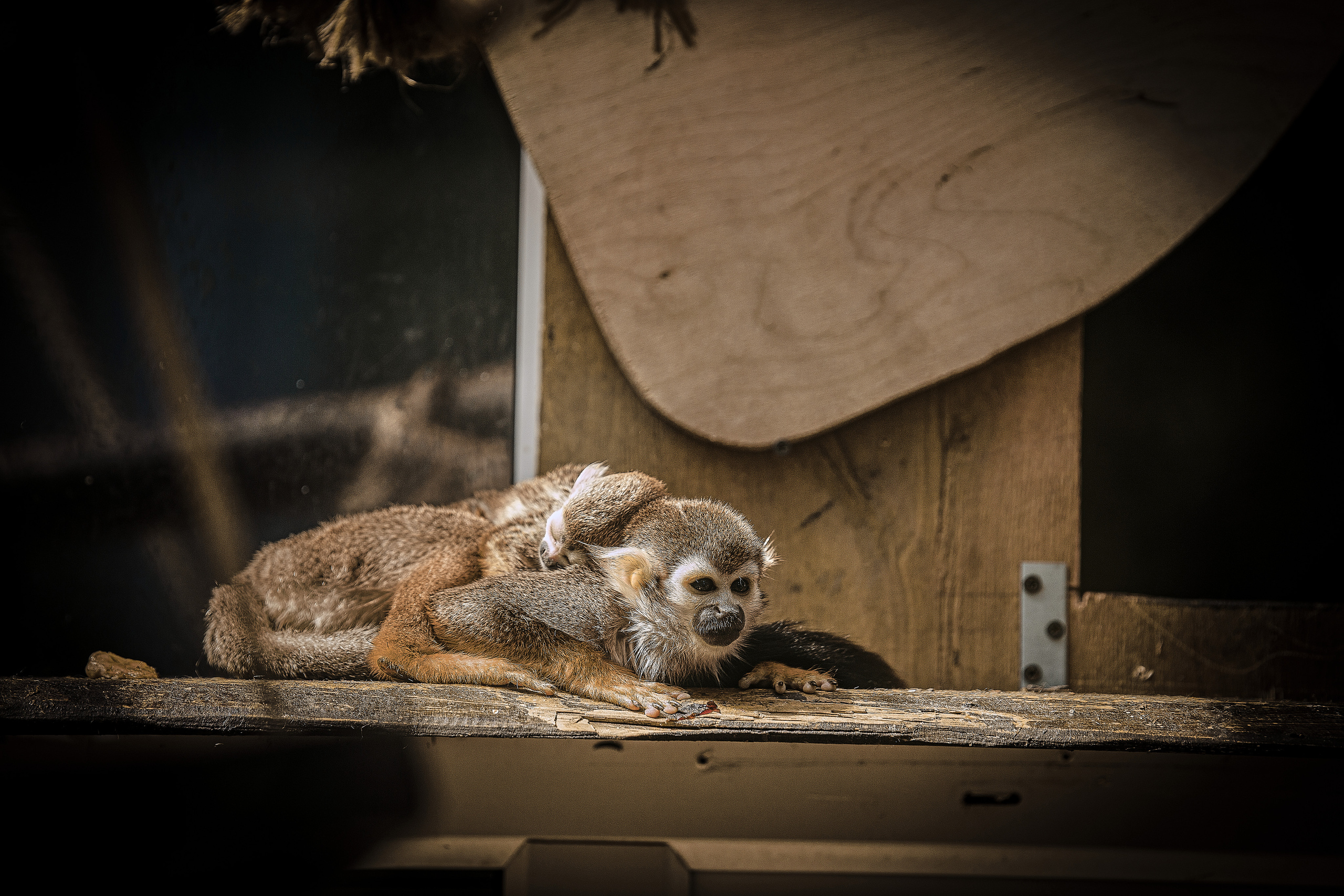 Животные. Фотограф ваших событий в Красноярске — Макс Захарченко