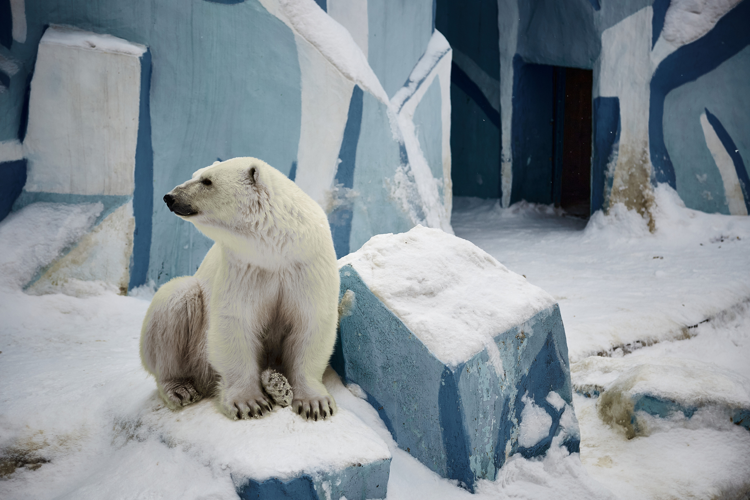 Животные. Фотограф ваших событий в Красноярске — Макс Захарченко
