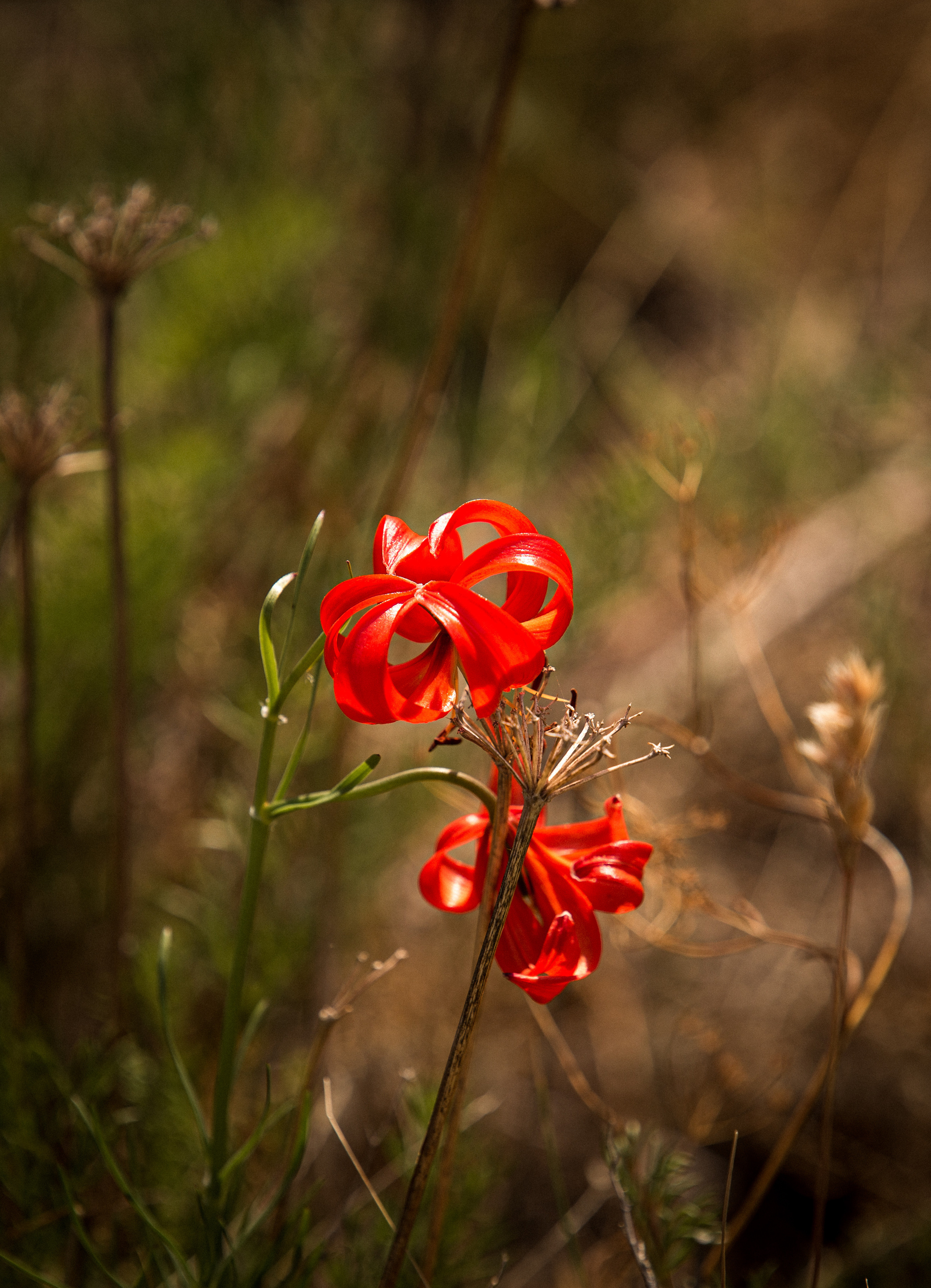 Природа. Фотограф ваших событий в Красноярске — Макс Захарченко