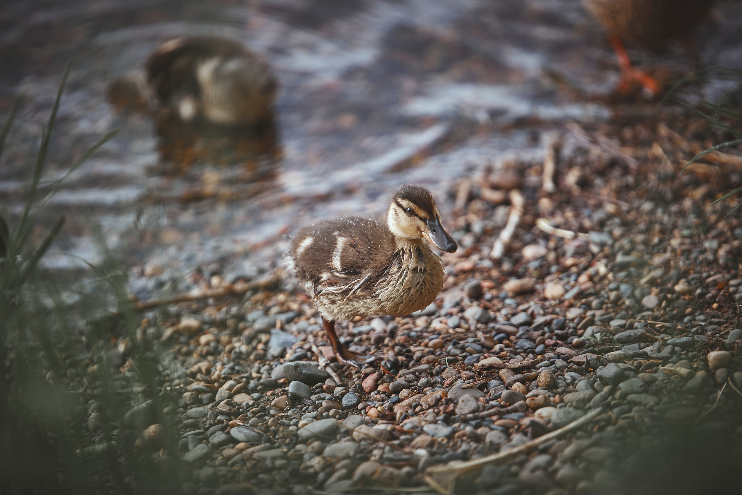 Животные. Фотограф ваших событий в Красноярске — Макс Захарченко