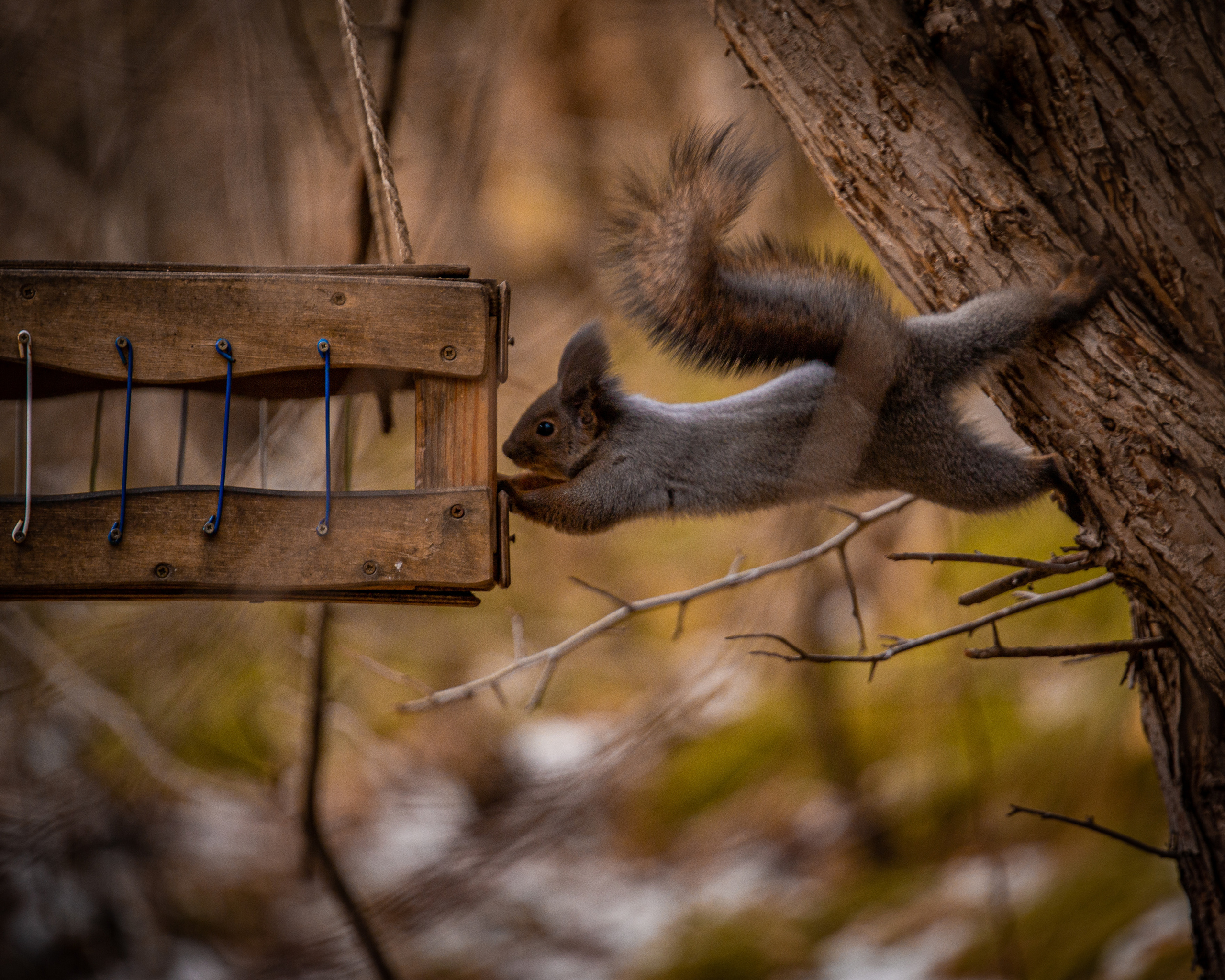 Животные. Фотограф ваших событий в Красноярске — Макс Захарченко
