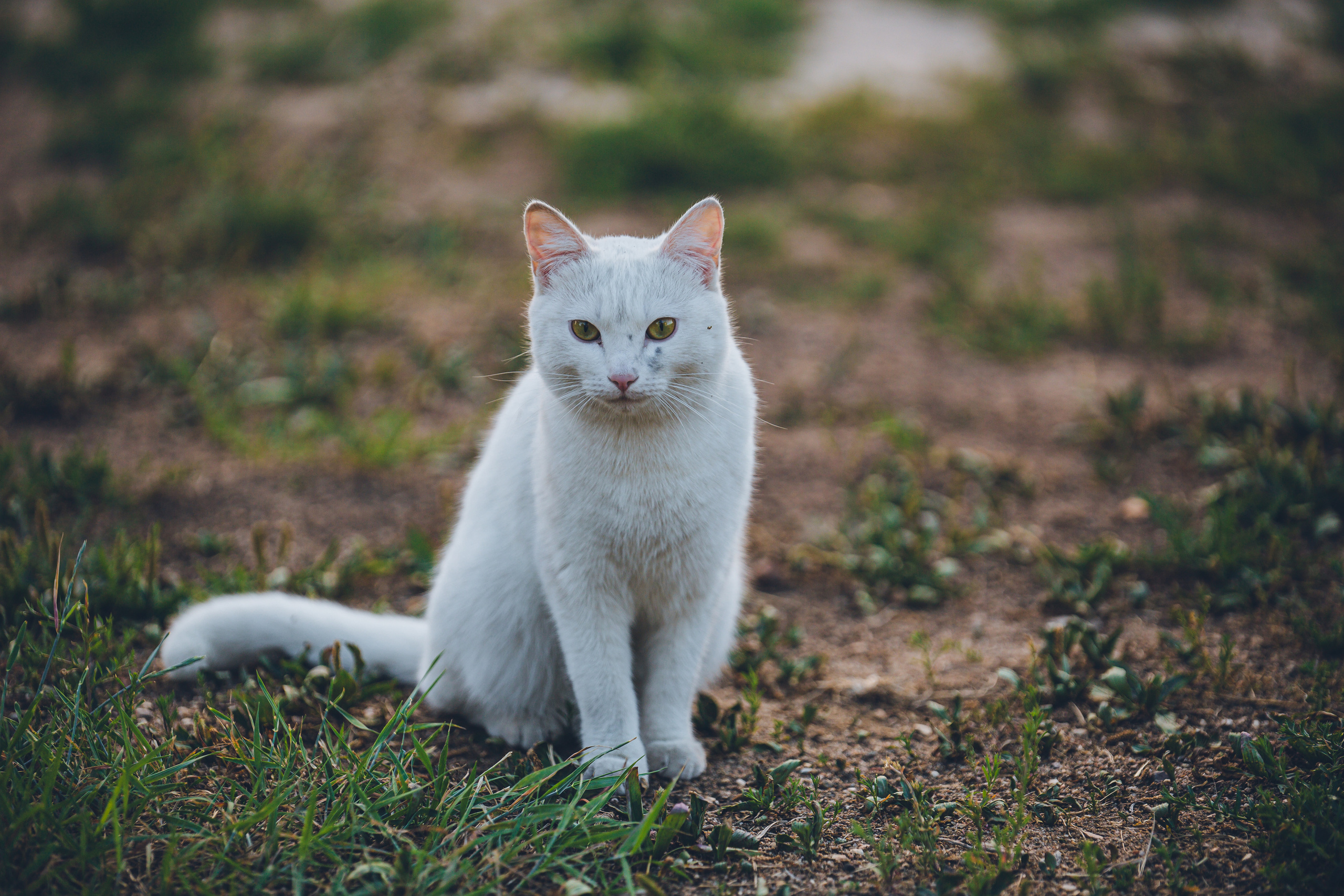 Животные. Фотограф ваших событий в Красноярске — Макс Захарченко