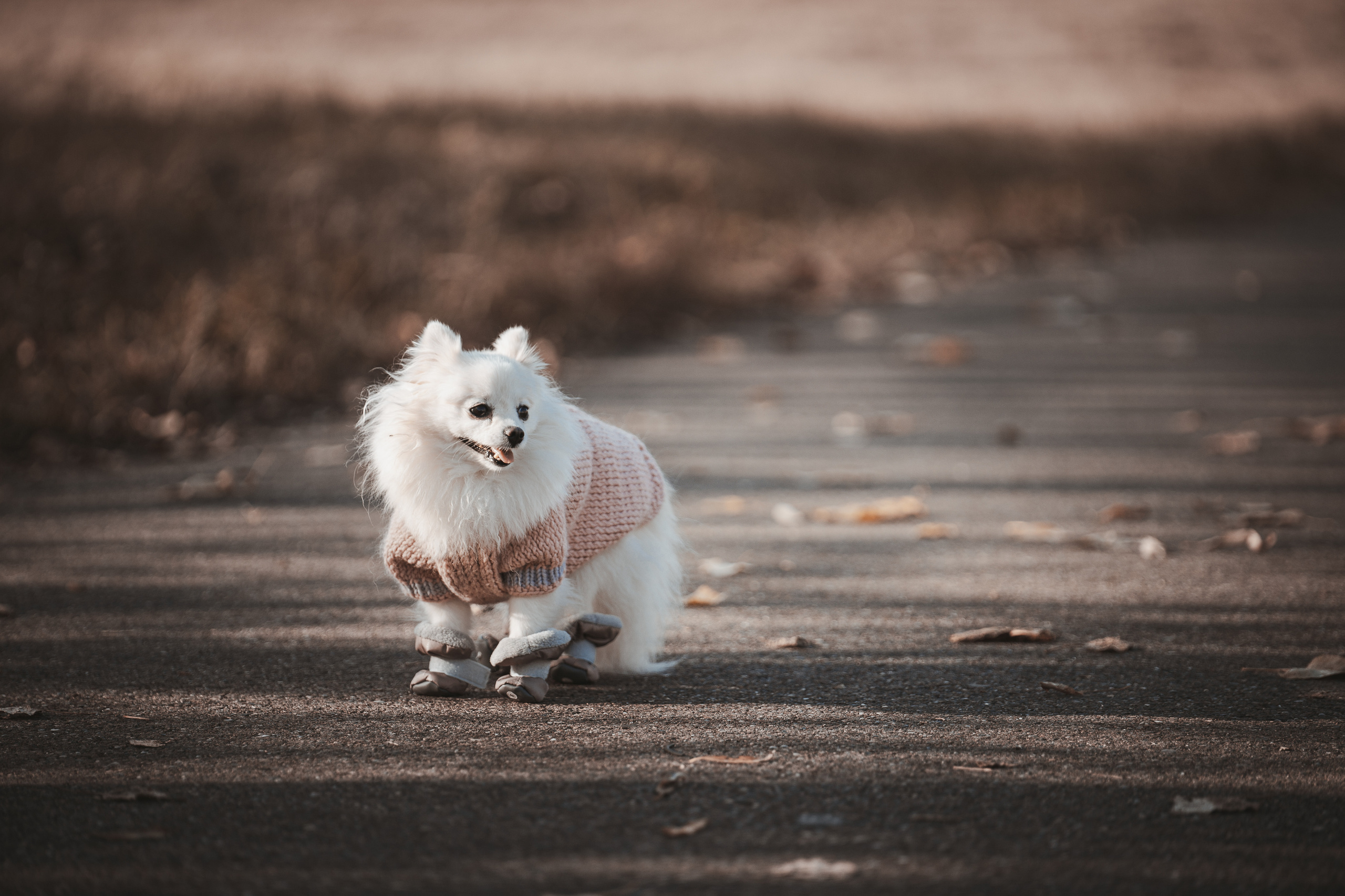 Животные. Фотограф ваших событий в Красноярске — Макс Захарченко