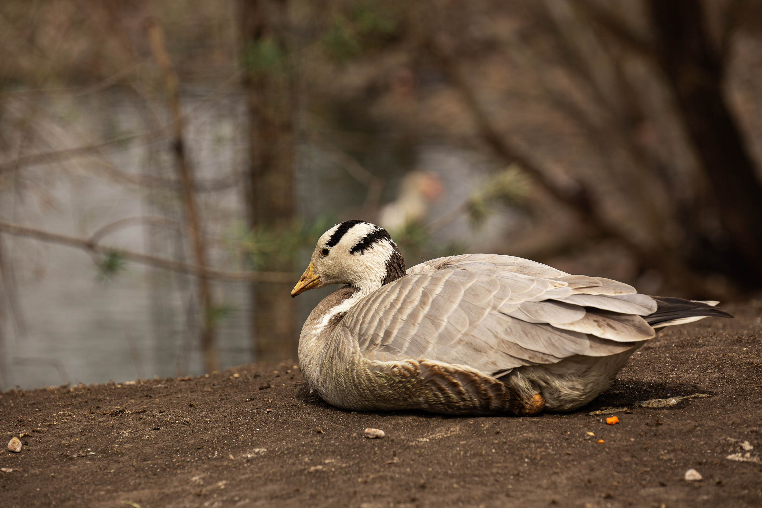 Животные. Фотограф ваших событий в Красноярске — Макс Захарченко