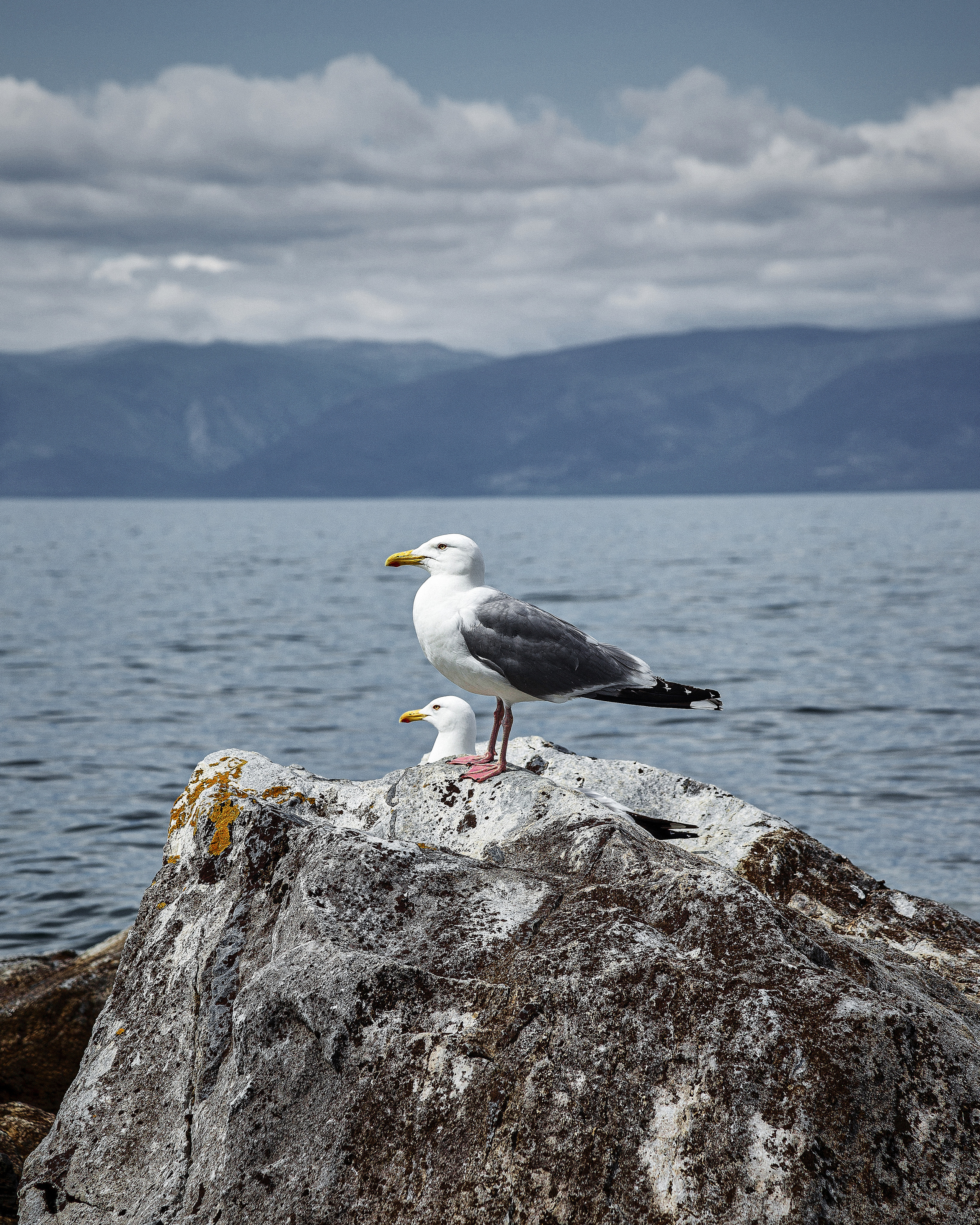 Животные. Фотограф ваших событий в Красноярске — Макс Захарченко
