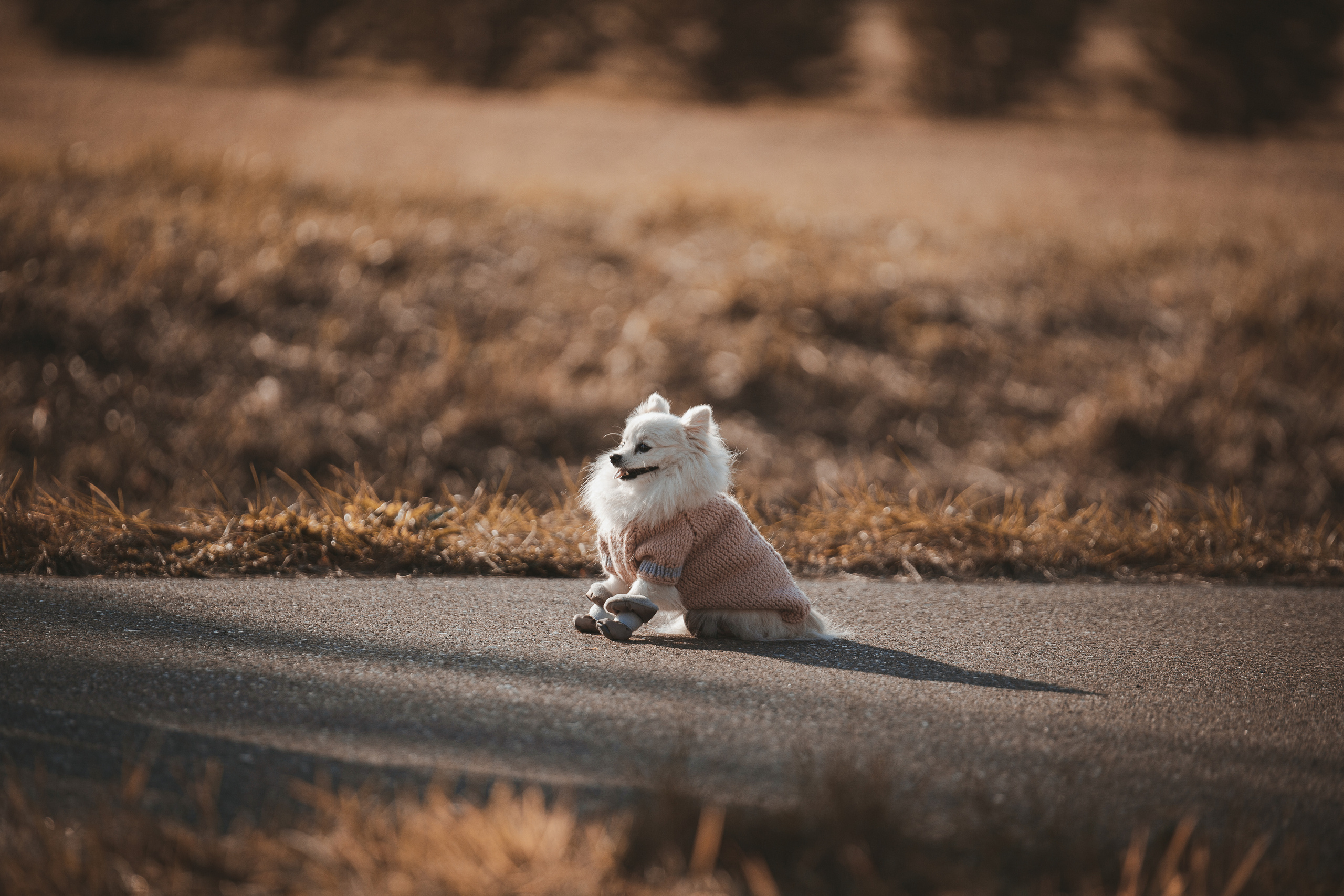 Животные. Фотограф ваших событий в Красноярске — Макс Захарченко