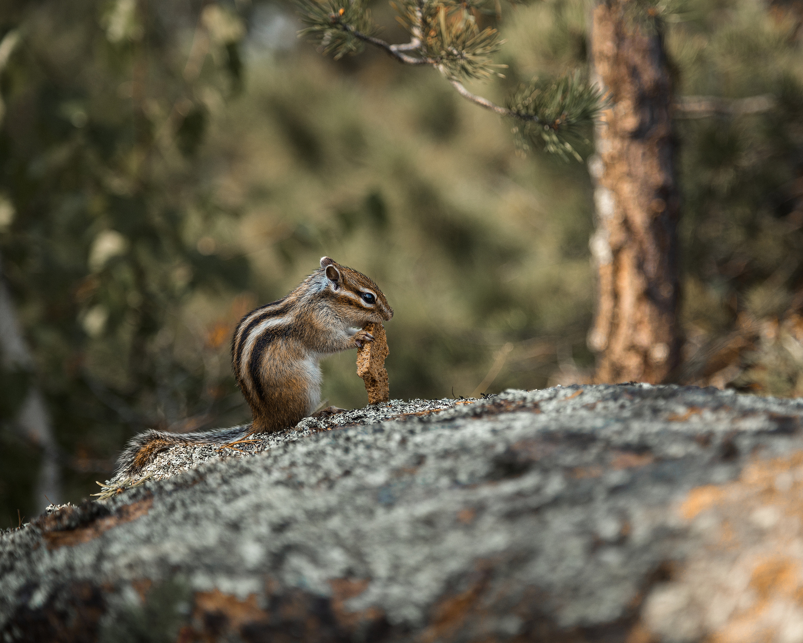 Животные. Фотограф ваших событий в Красноярске — Макс Захарченко