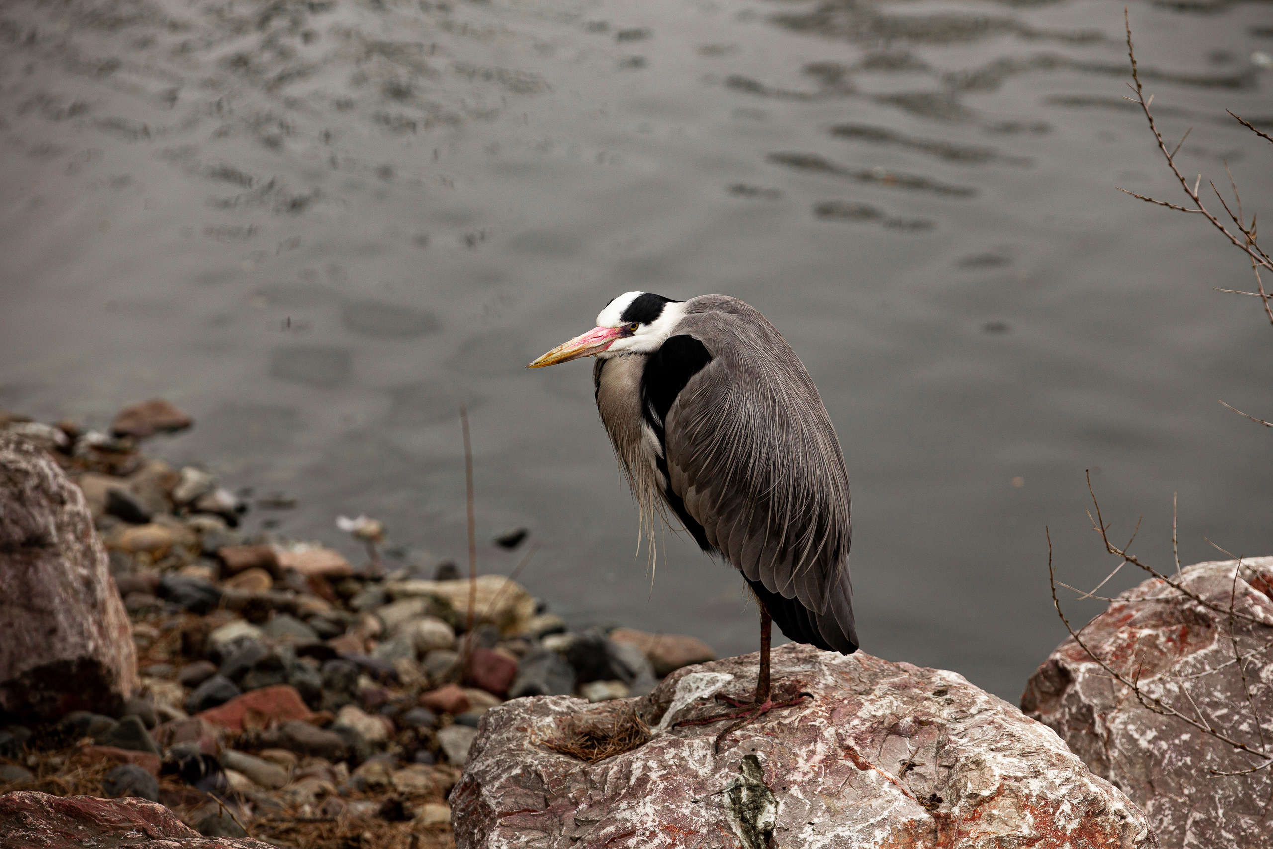 Животные. Фотограф ваших событий в Красноярске — Макс Захарченко