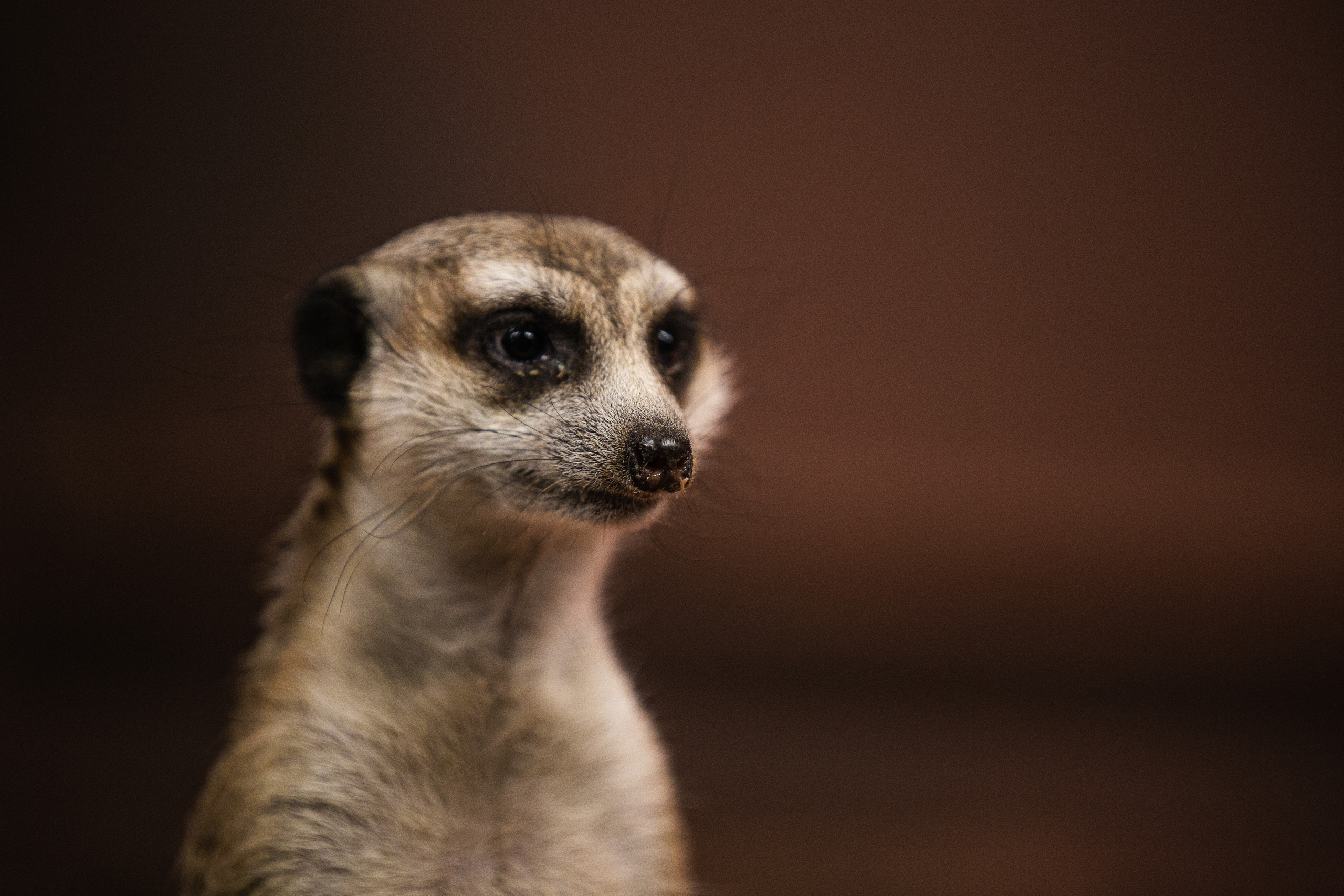 Животные. Фотограф ваших событий в Красноярске — Макс Захарченко
