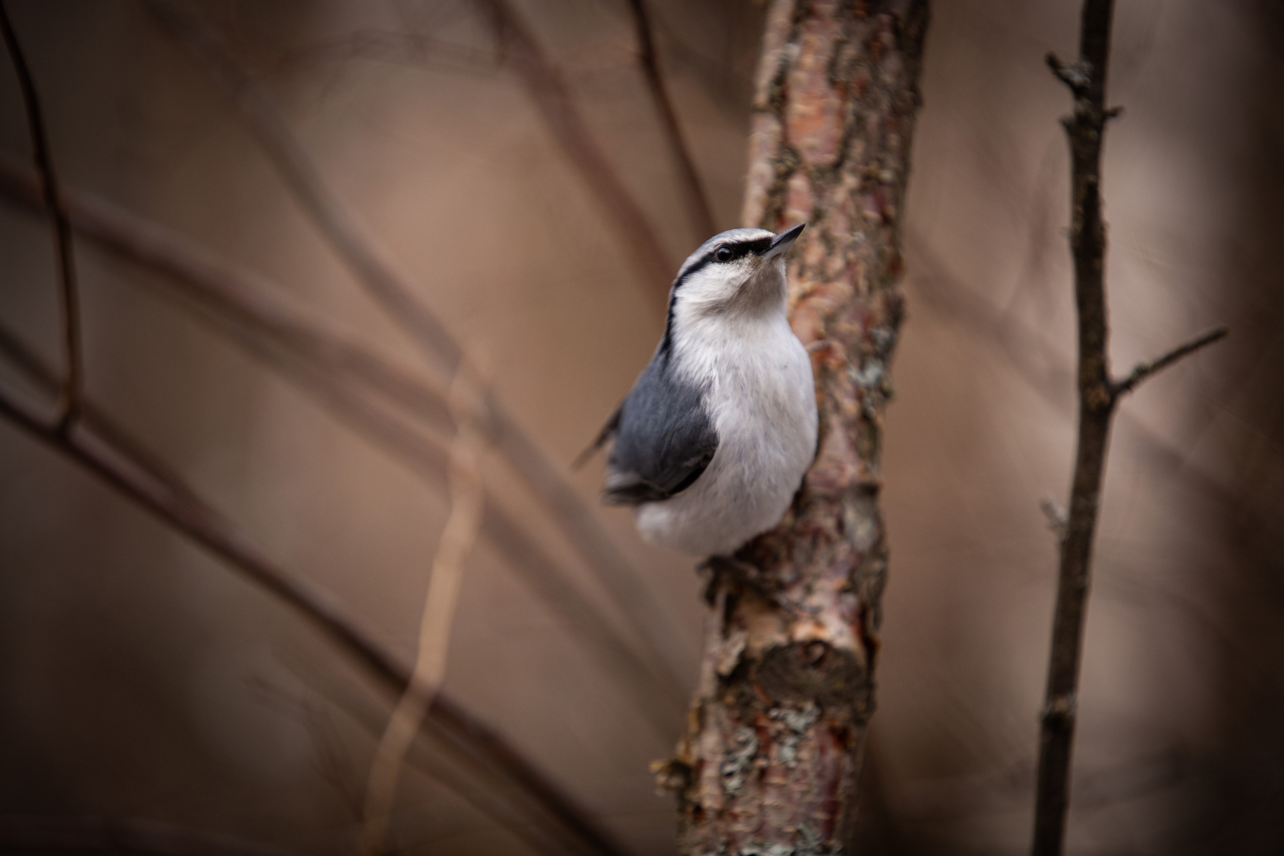 Животные. Фотограф ваших событий в Красноярске — Макс Захарченко