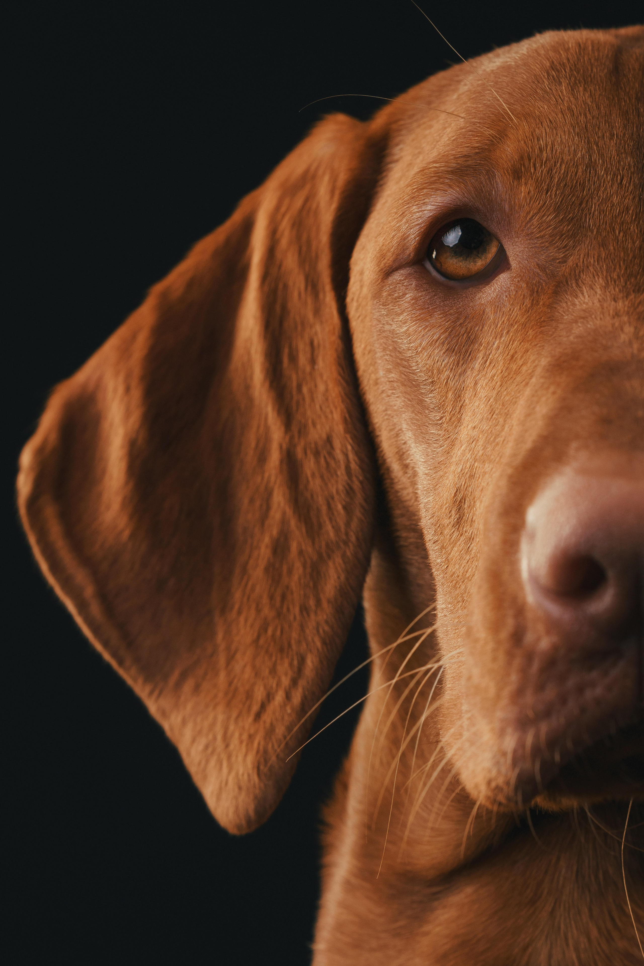 Выжла Гая. Фотограф анималист Осипчикова Мария