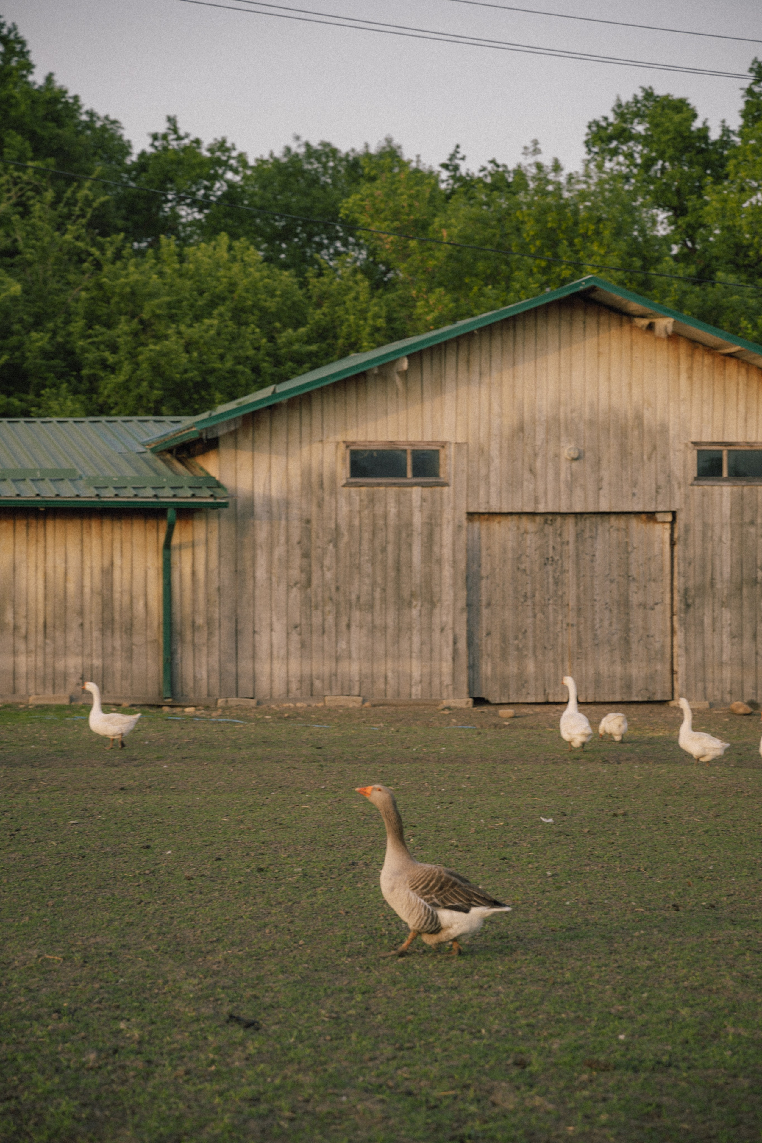 Владимировка. Фотограф Краснодар Юлия Бураченко Свадьбы Репортаж Семейные Индивидуальные съемки