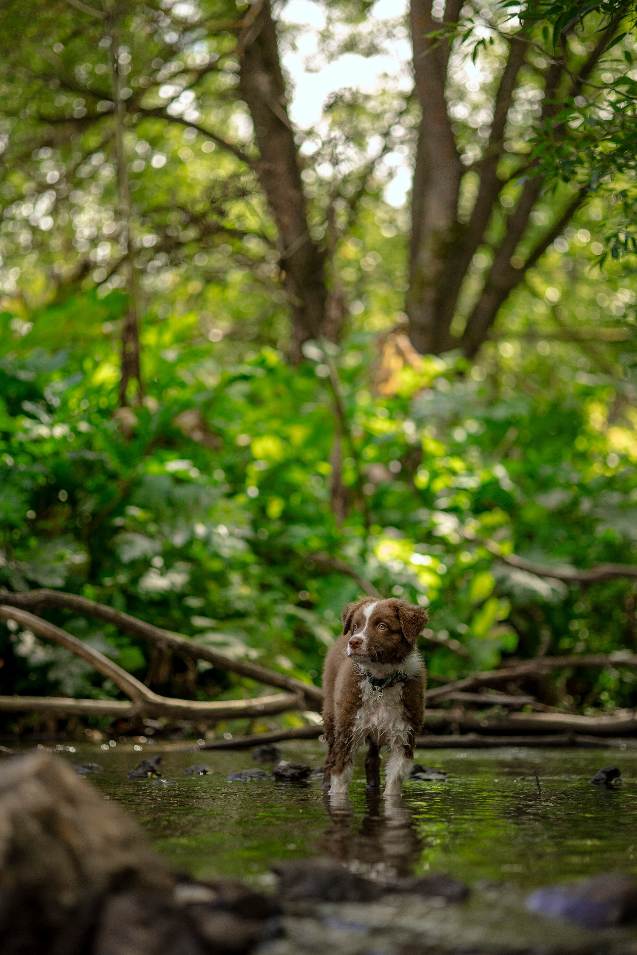 Съемка щенка. Анастасия Белаш