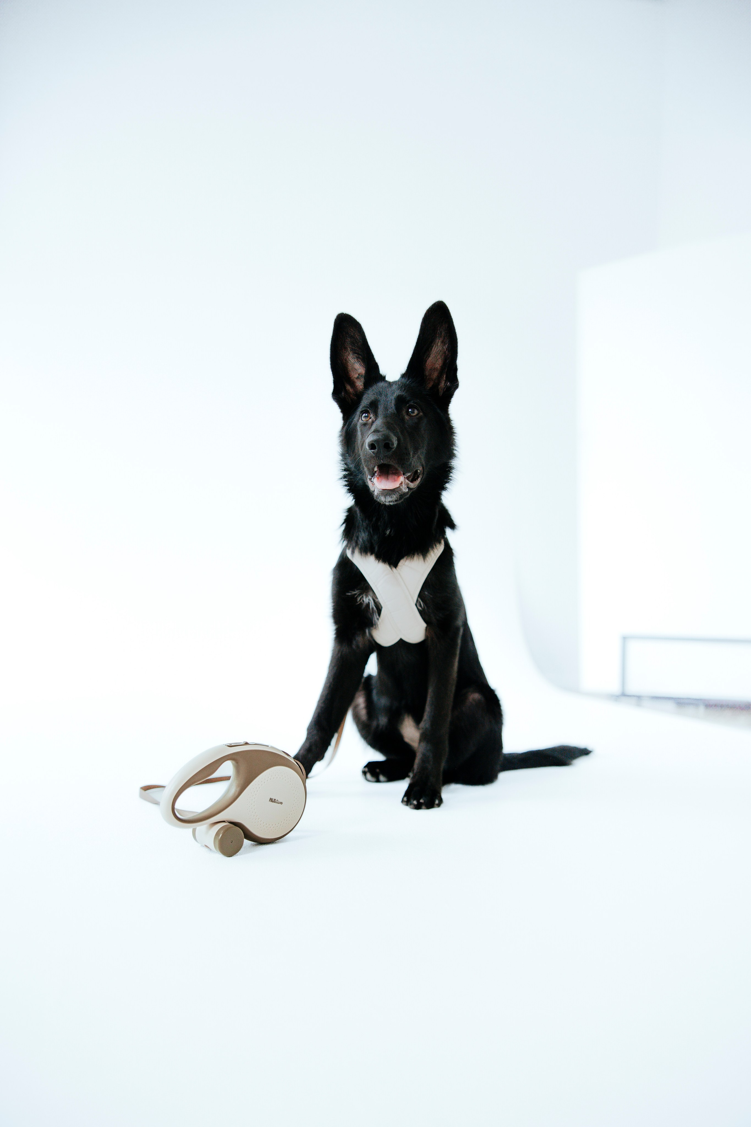 Pawsitive рулетки. Анастасия Белаш