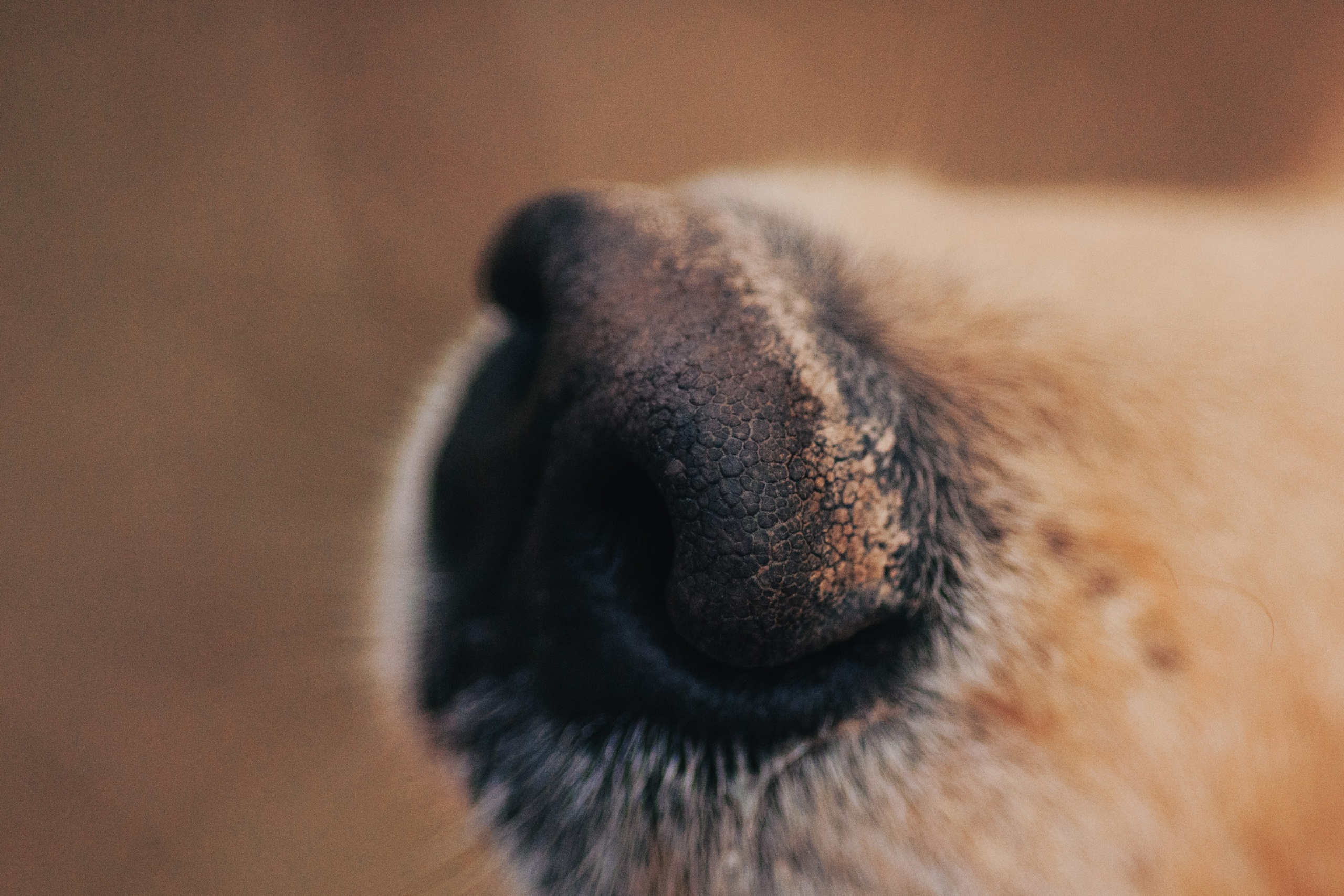 Съемка с собакой. Анастасия Белаш