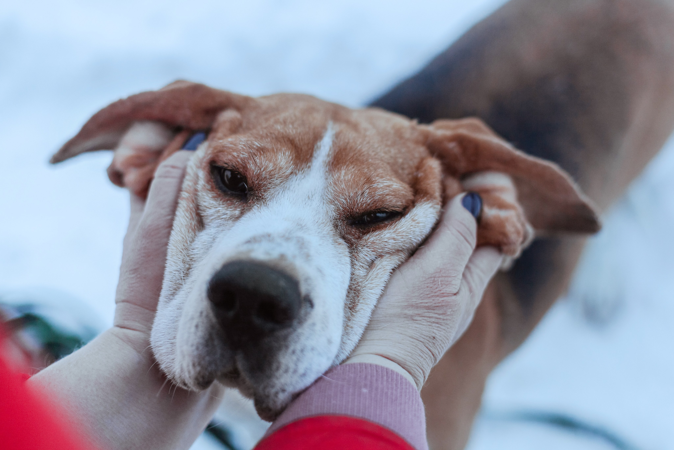 Дом для Биглей 2023. Фотограф-анималист Татьяна Степанова