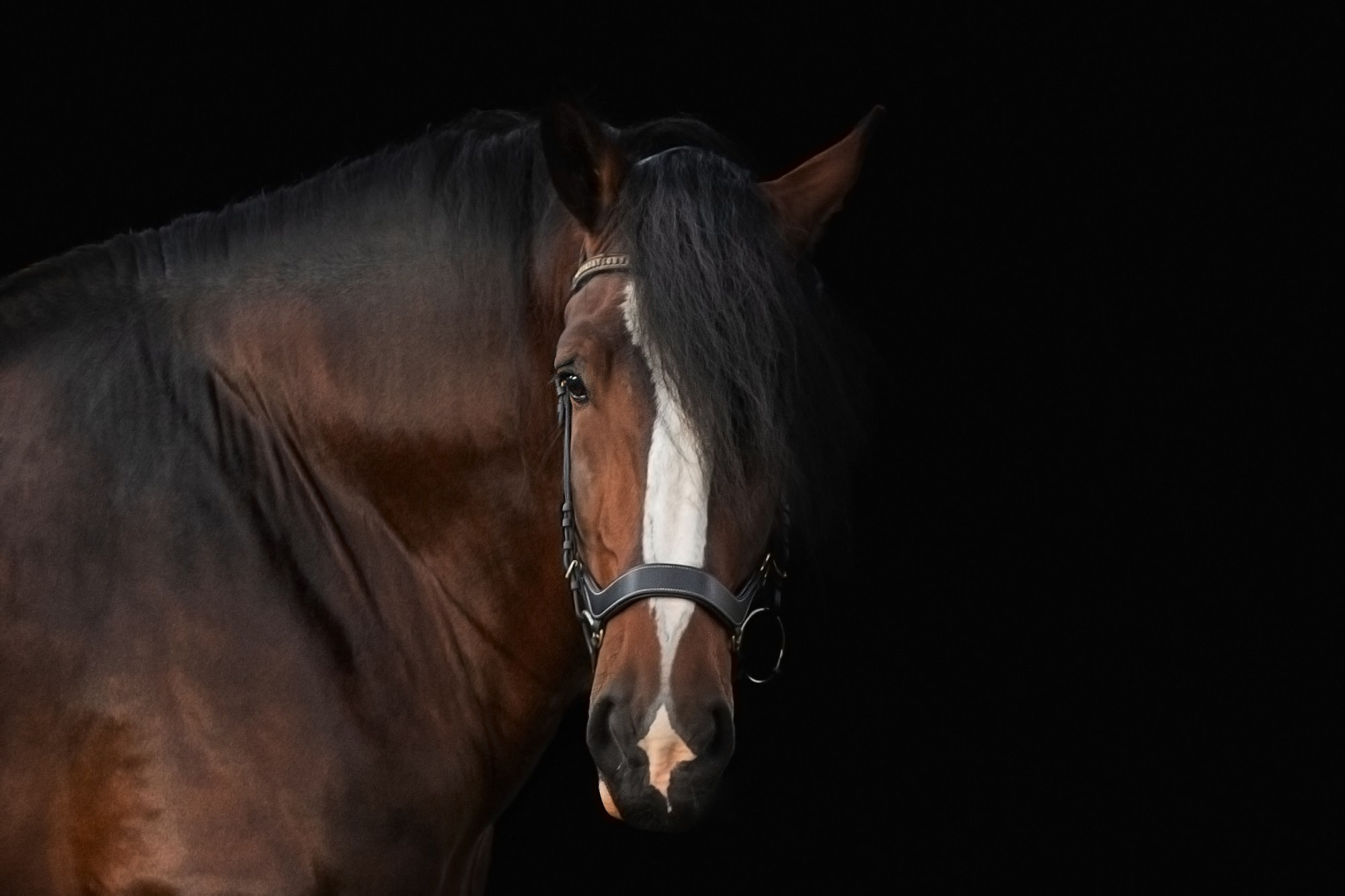 Фотосъёмка лошадей. Семейный и анималист фотограф в Переславле Анастасия Гусева