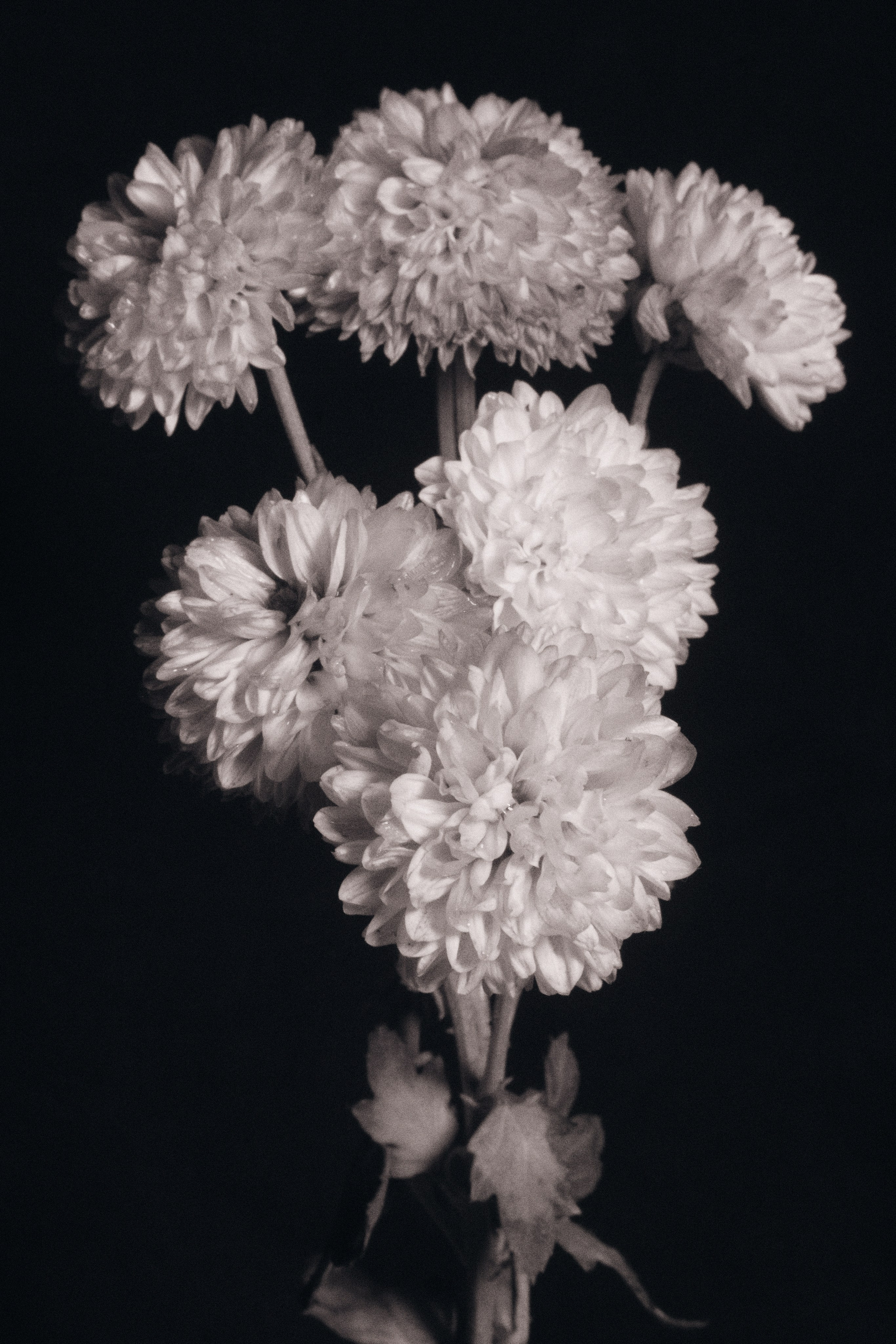 ЦВЕТЫ. Фотограф в Алматы Артемий Матюнин