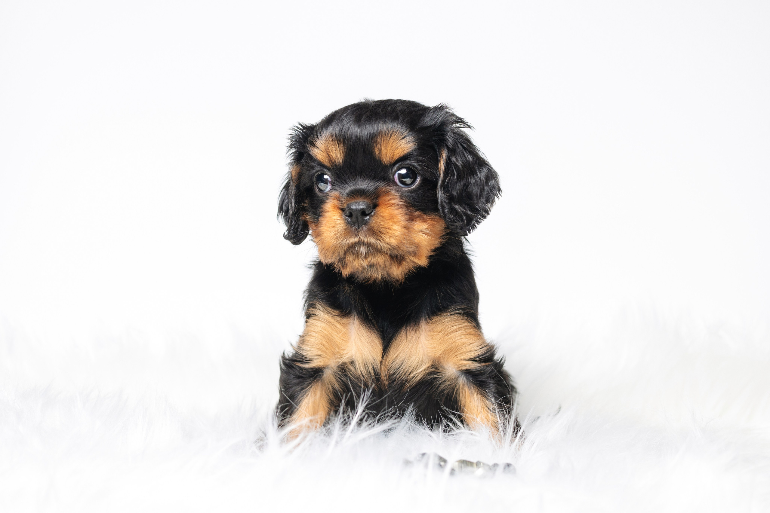 ККЧС. Фотограф анималист Осипчикова Мария