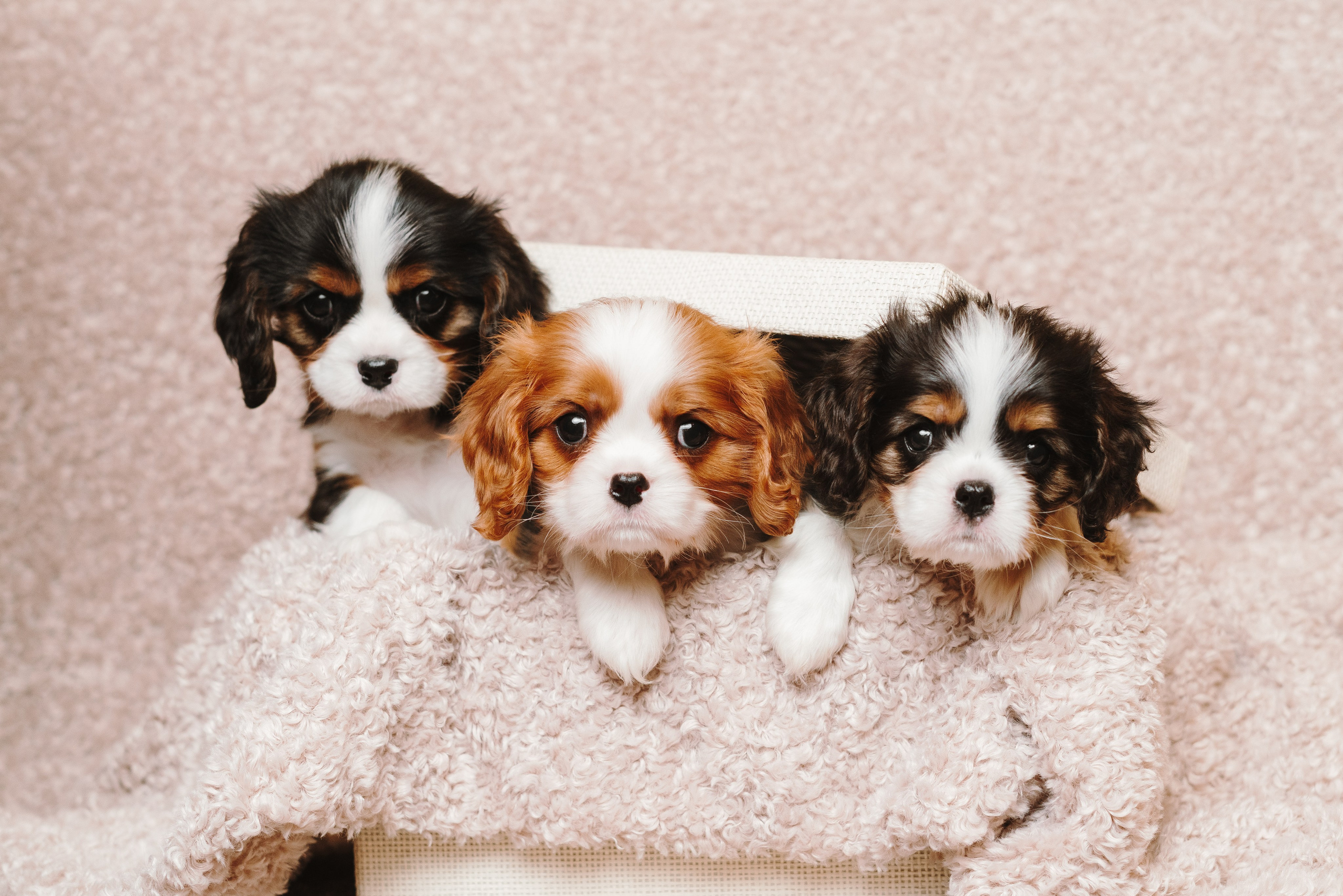 ККЧС. Фотограф анималист Осипчикова Мария