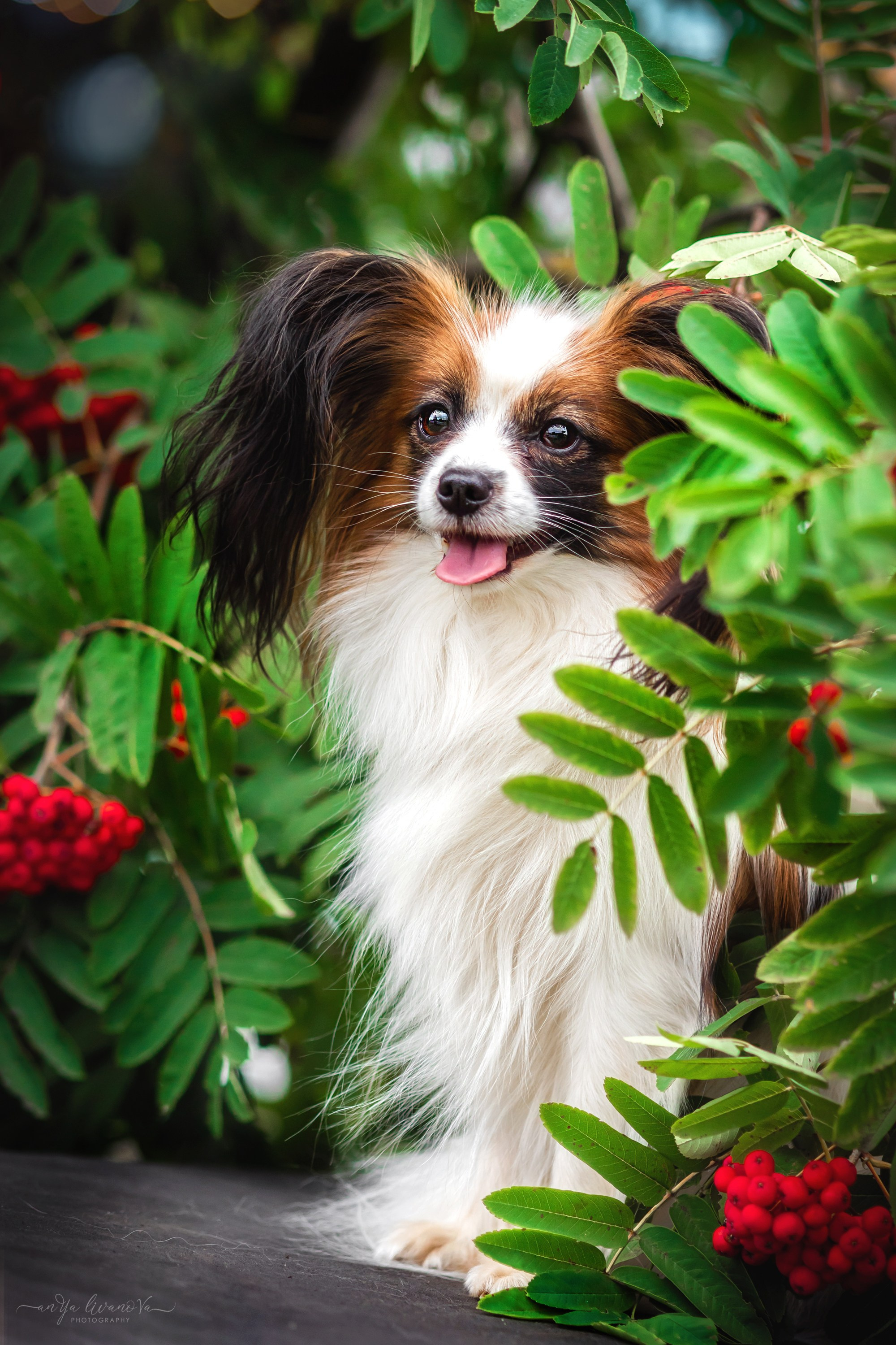 Рябинки. Фотограф анималист Аня Ливанова | Рыбинск
