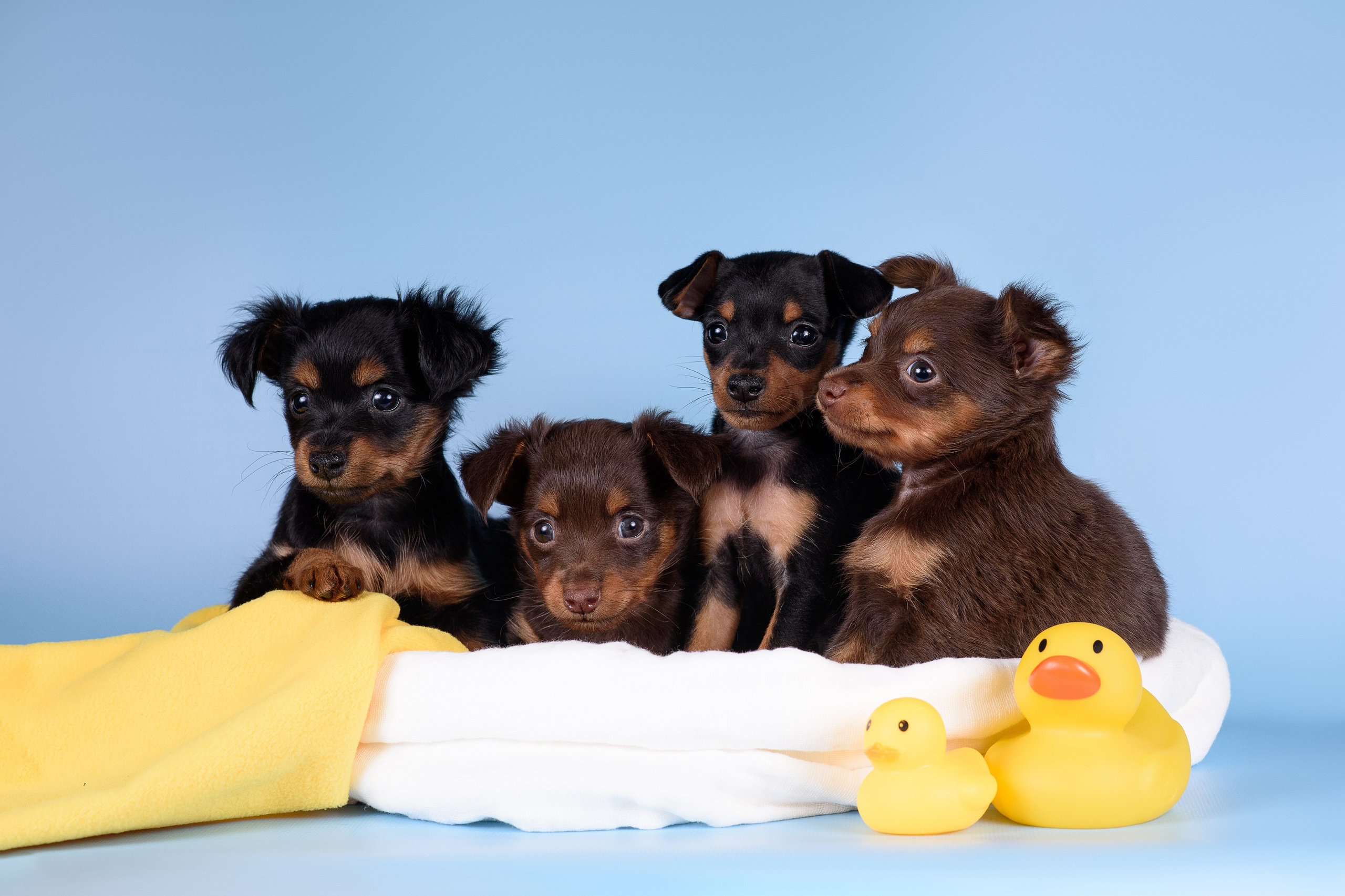 Щенки Пражских крысариков -13.04.2024. Фотограф — Анималист | Анна Абрамова