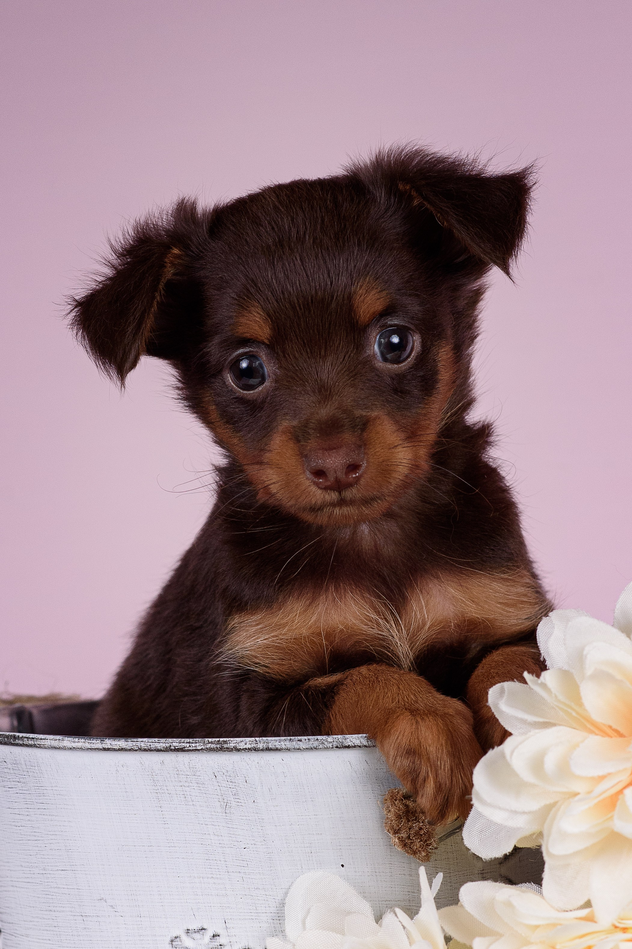 Щенки Пражских крысариков -13.04.2024. Фотограф — Анималист | Анна Абрамова