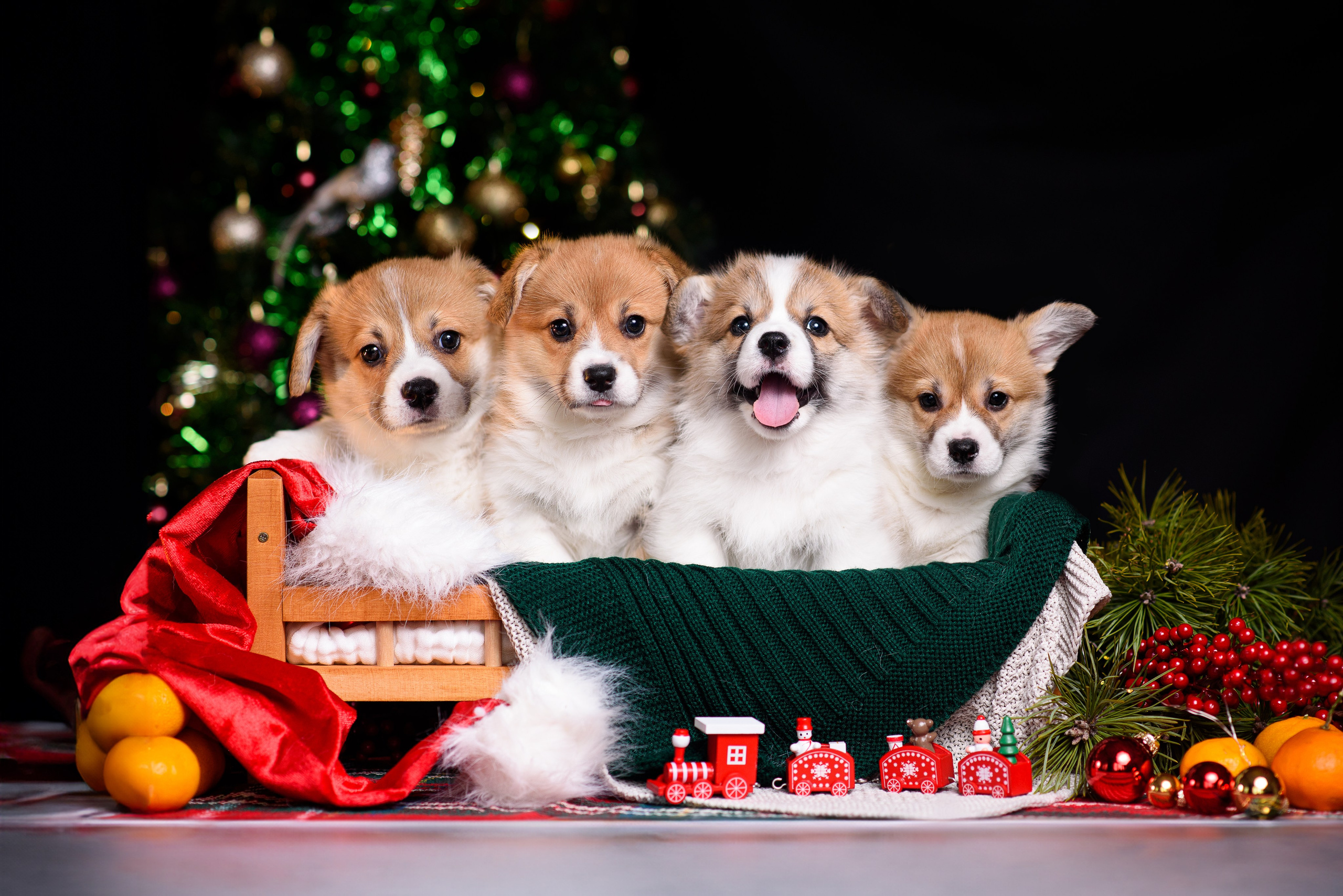 Фотограф — Анималист | Анна Абрамова