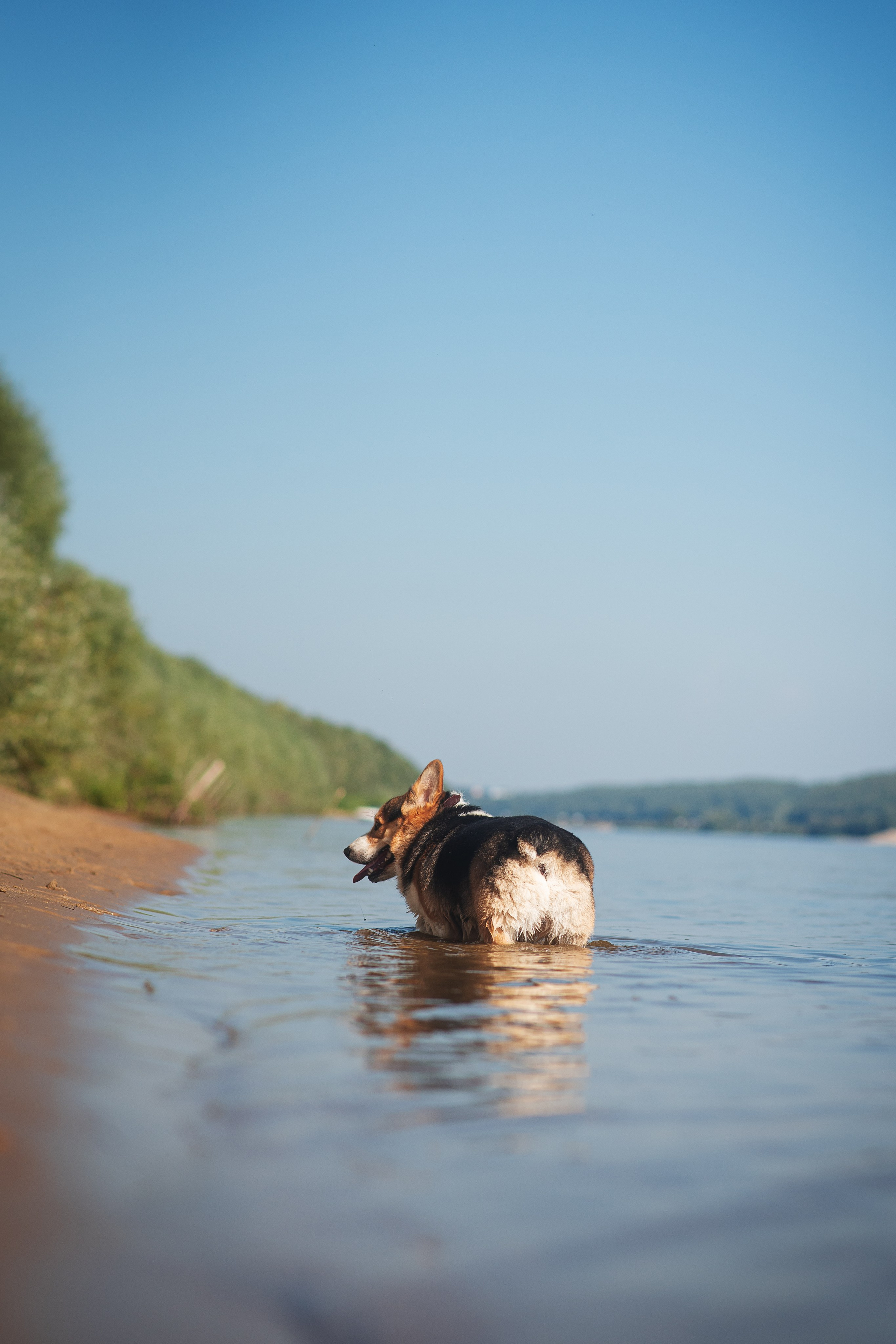 Майк и Лея — 29.08.2024. Фотограф — Анималист | Анна Абрамова